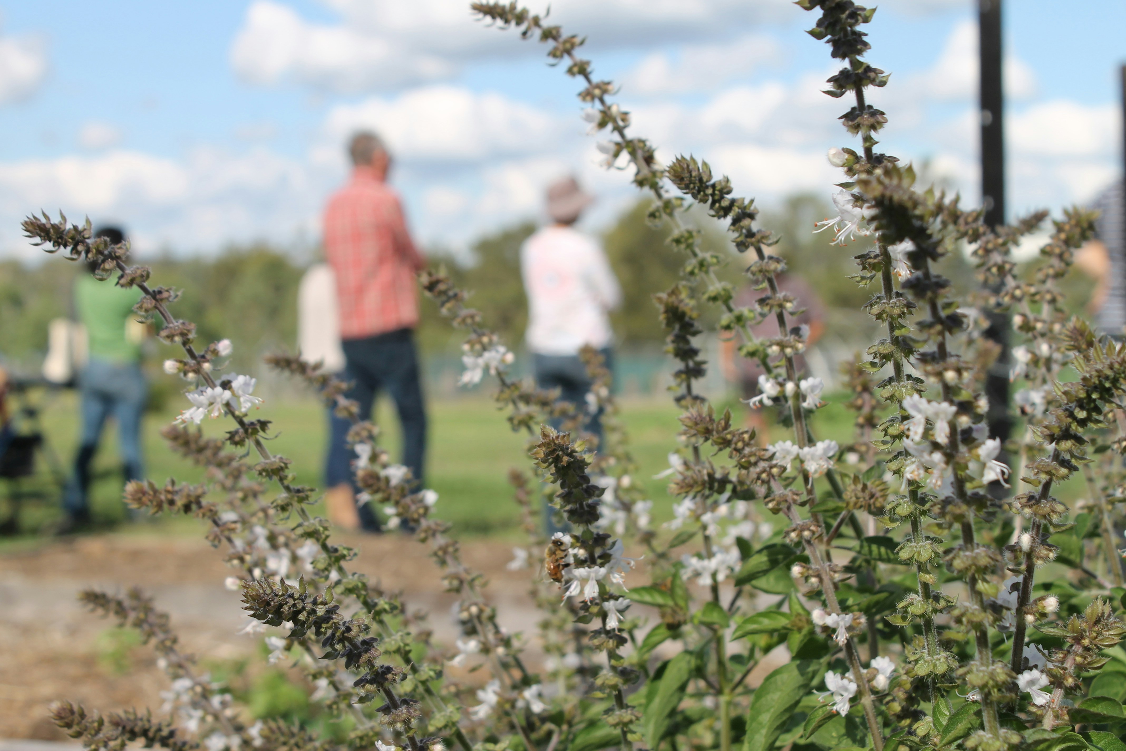 QUINTA COURELA DO MONTE 's image