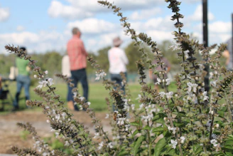 A group of people walking around a park
