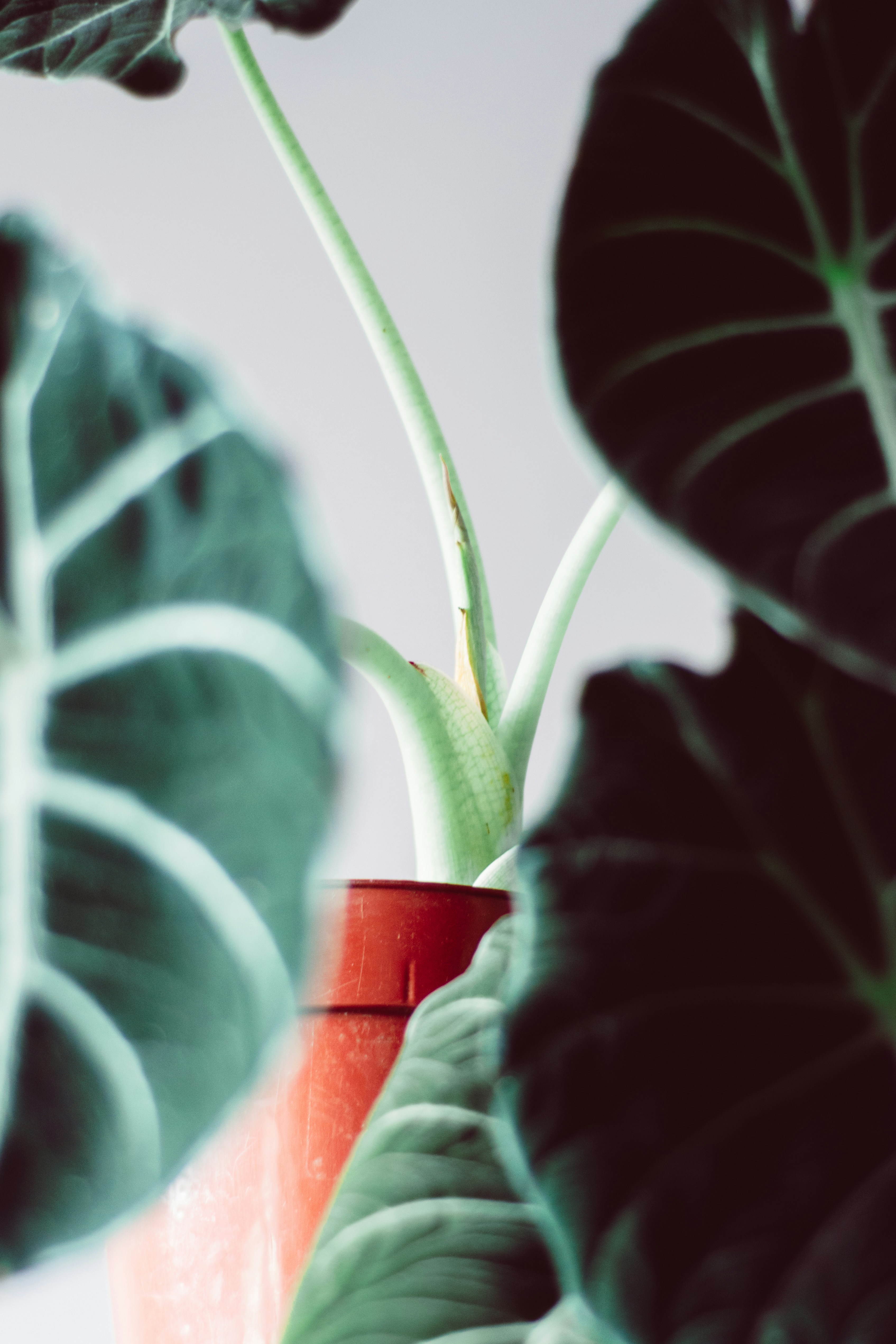 Photo by dantecandal