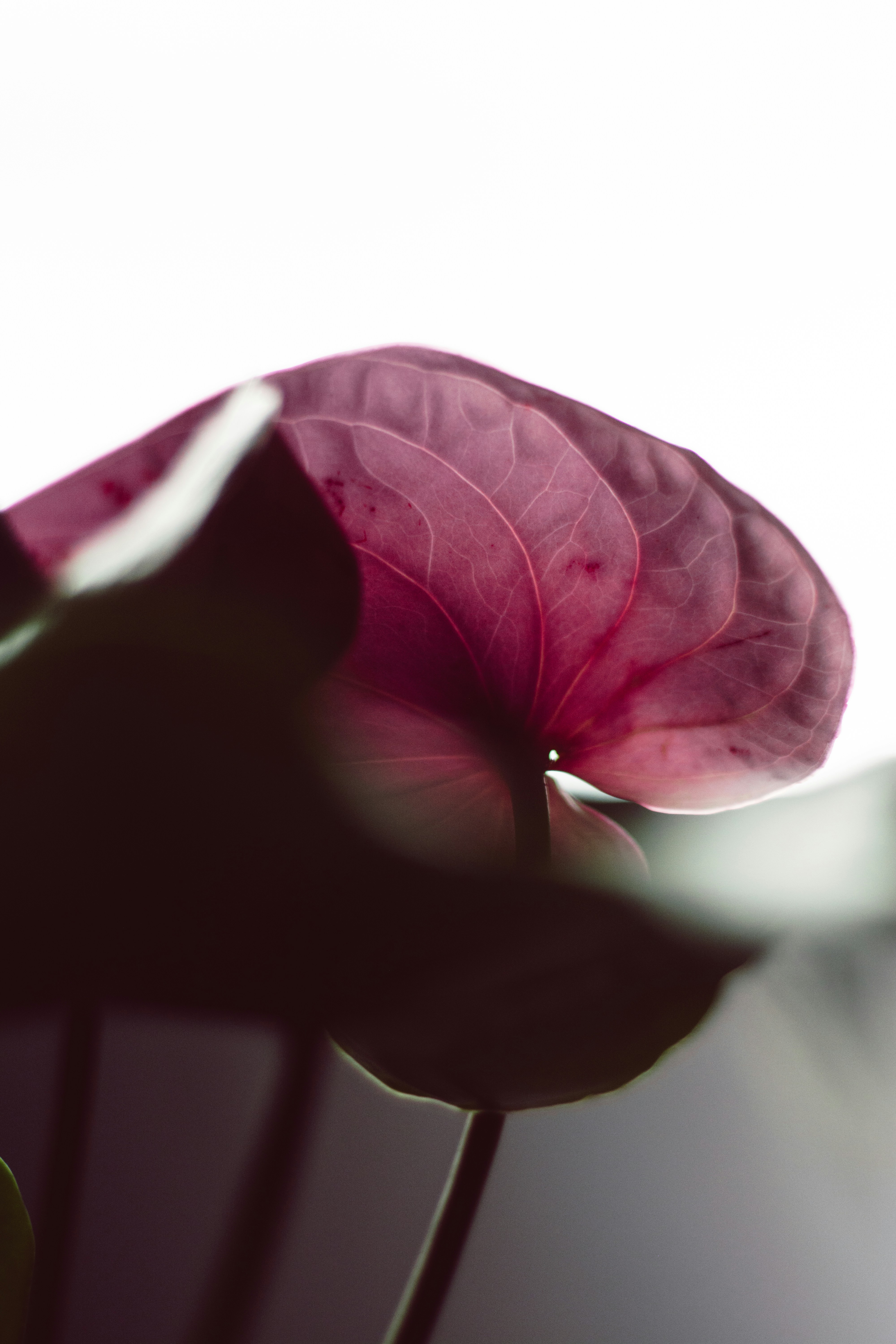A close up of a pink flower on a white background