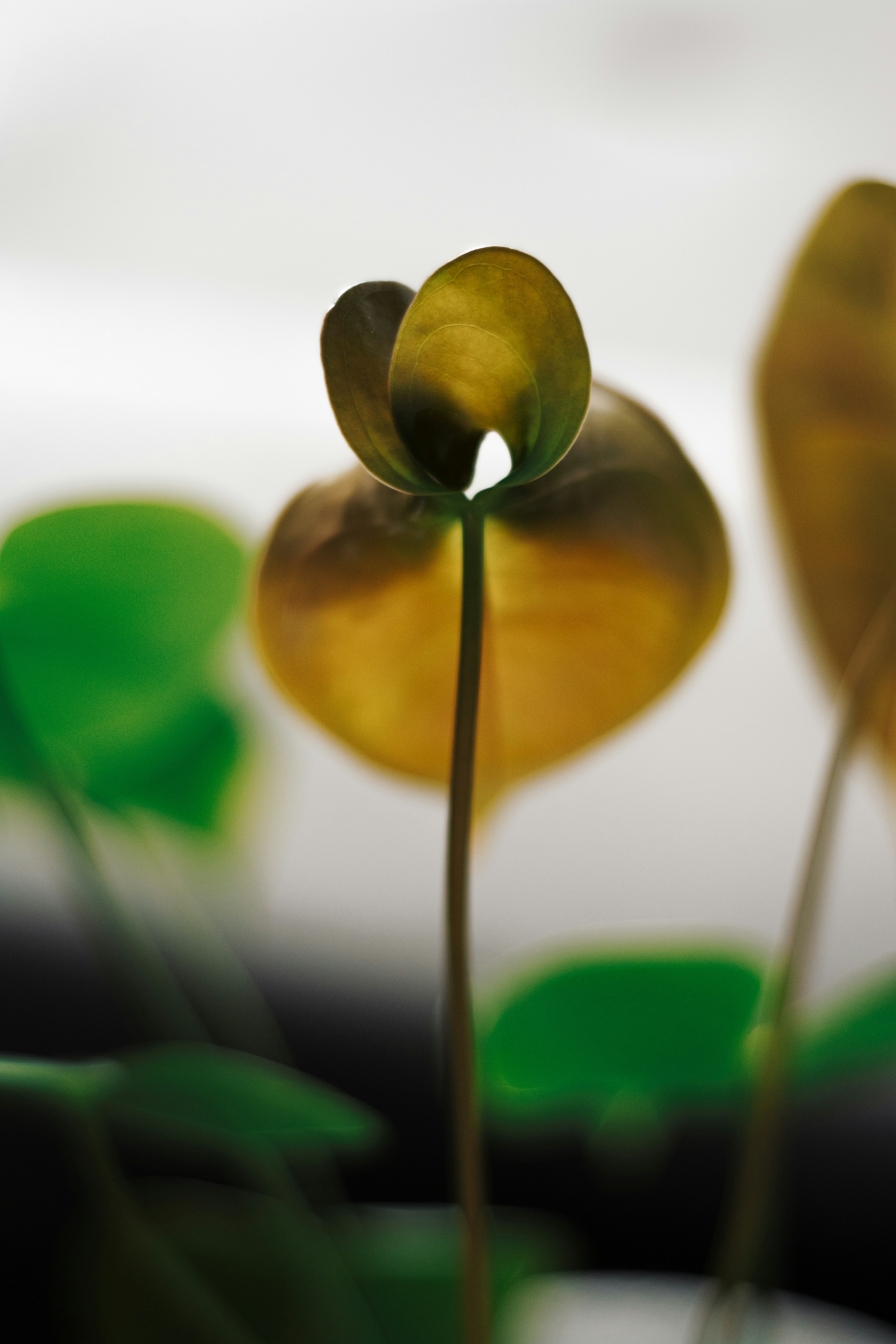 A close up of a plant with green leaves