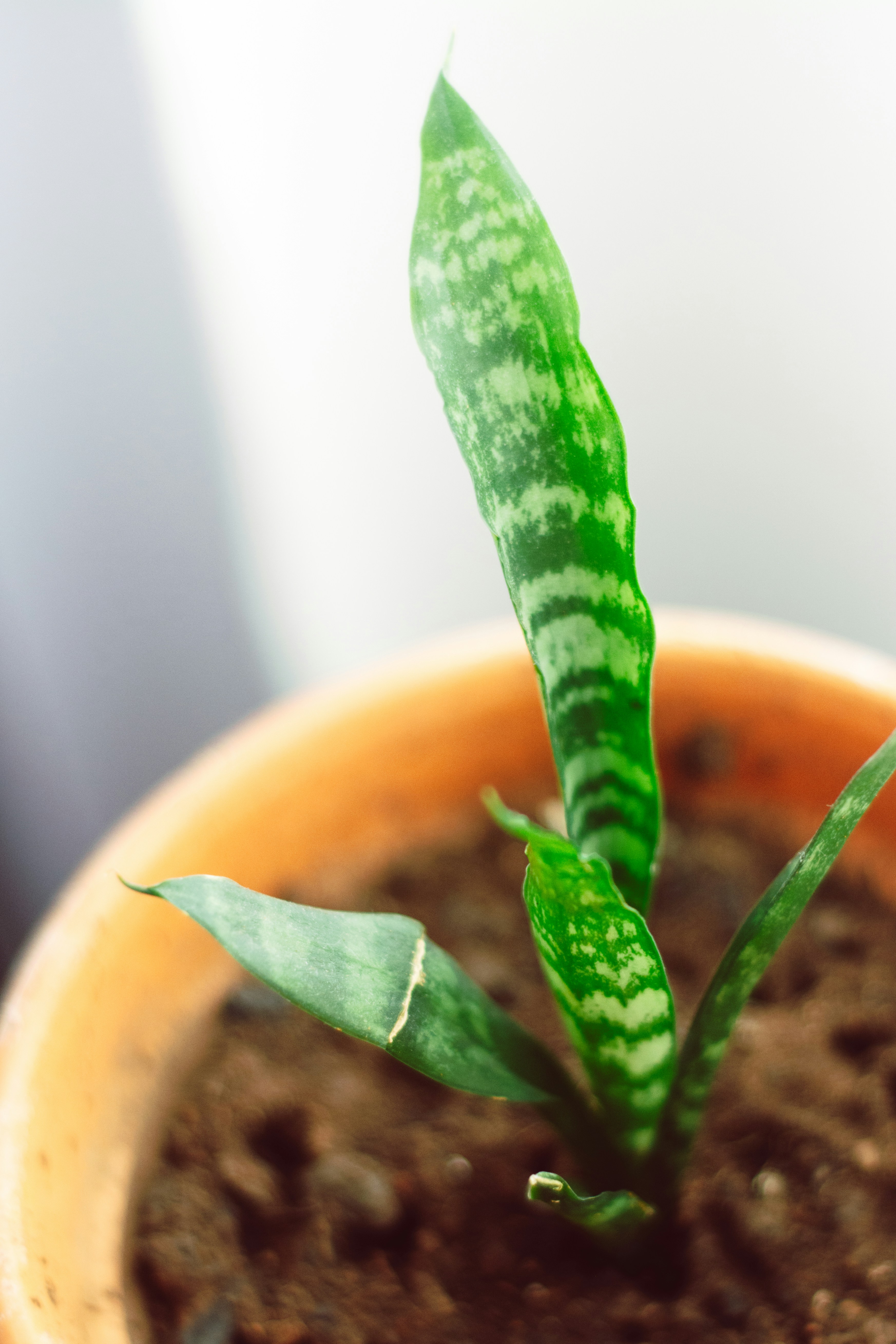 A small green plant in a brown pot