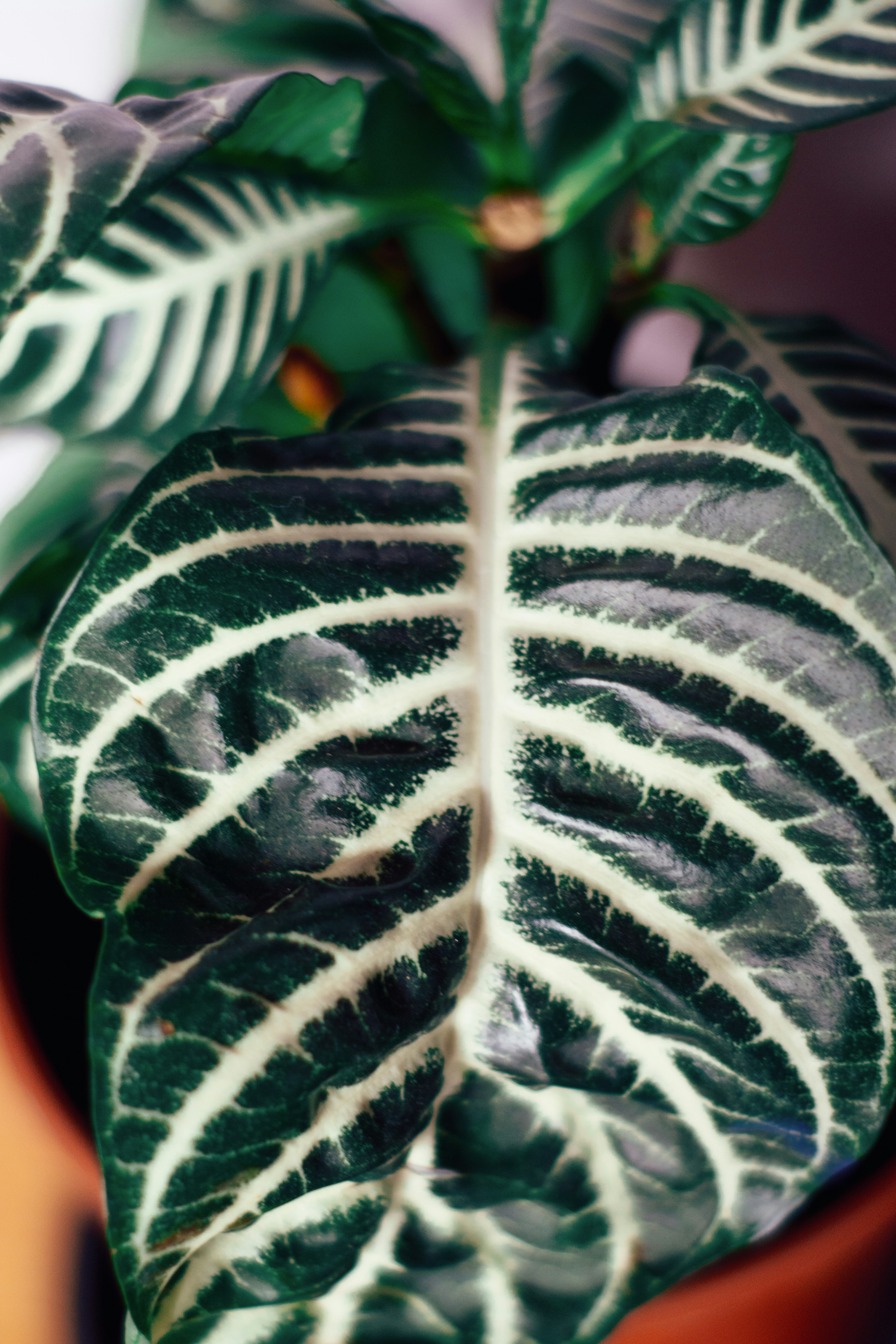 A close up of a green and white plant