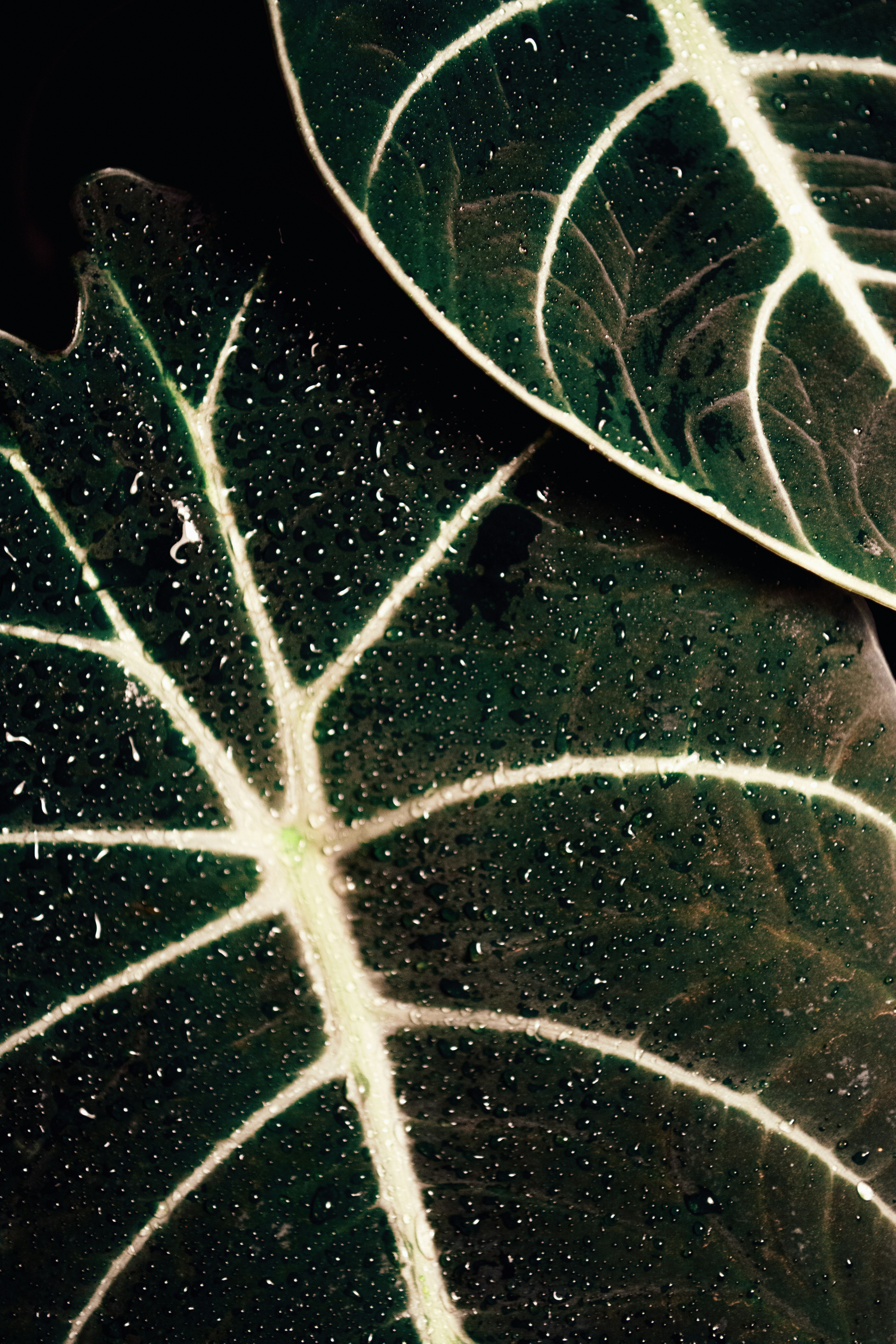 A close up of a leaf with drops of water on it