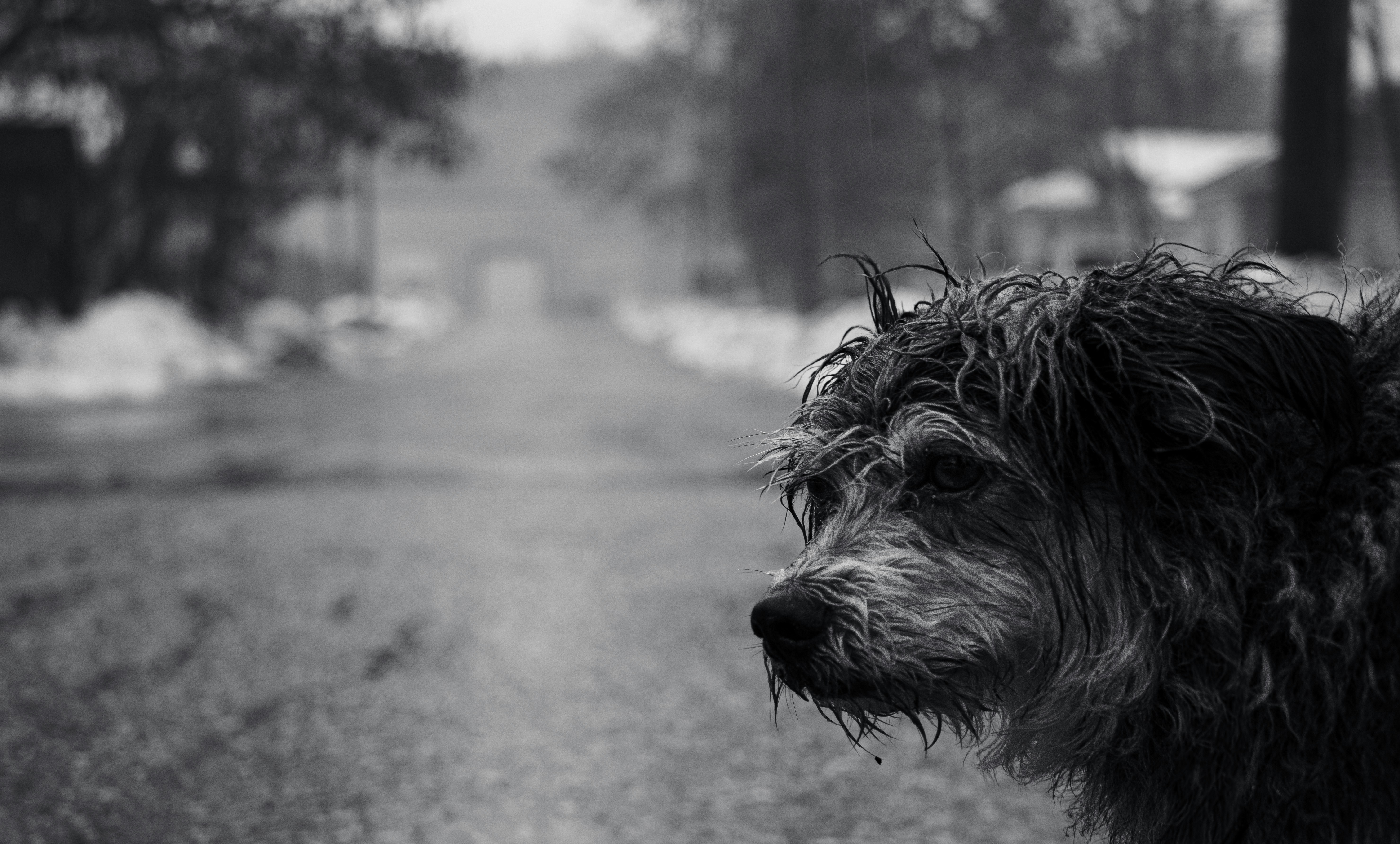 A shaggy dog standing on the side of a road