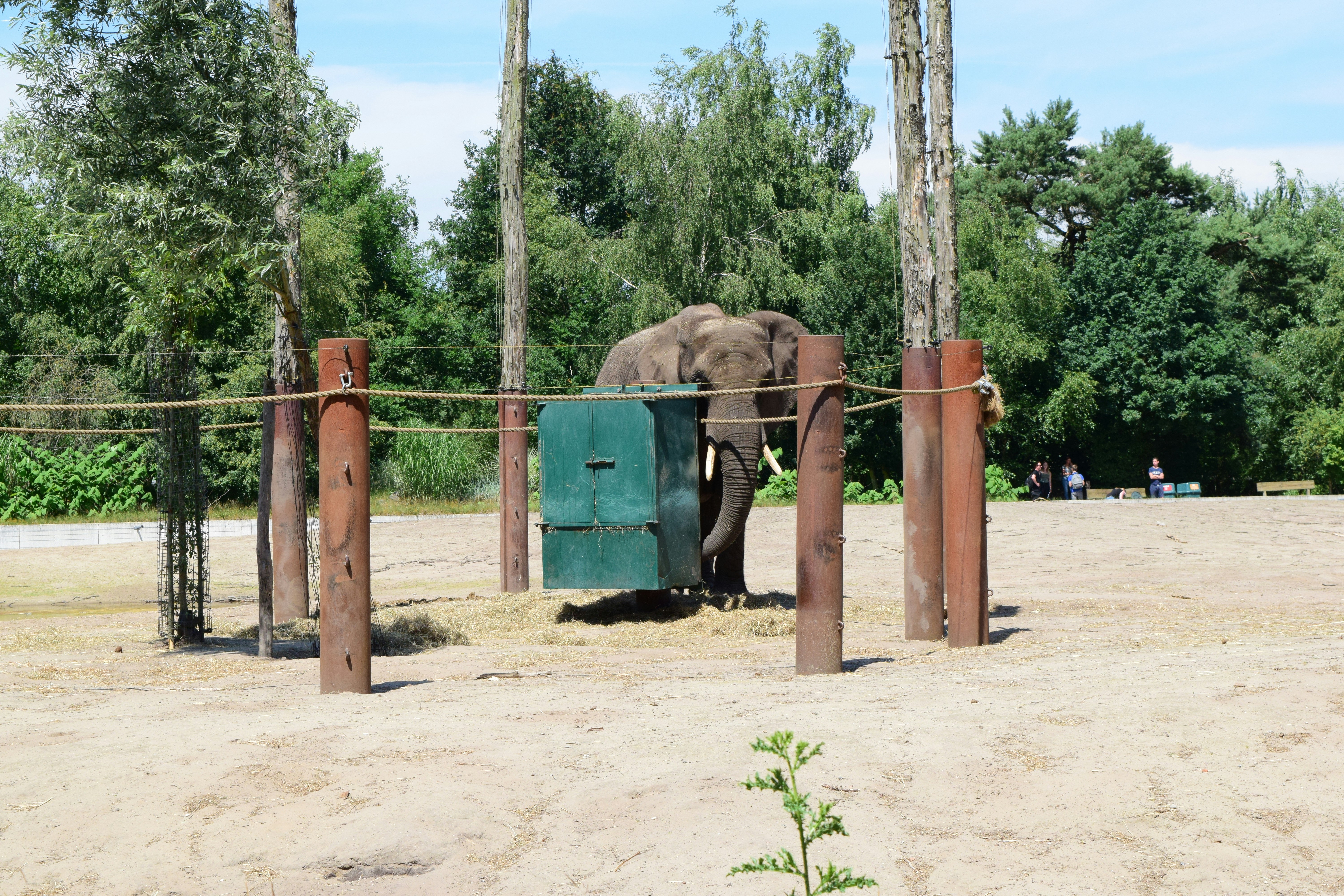 An elephant standing behind a fence in a zoo