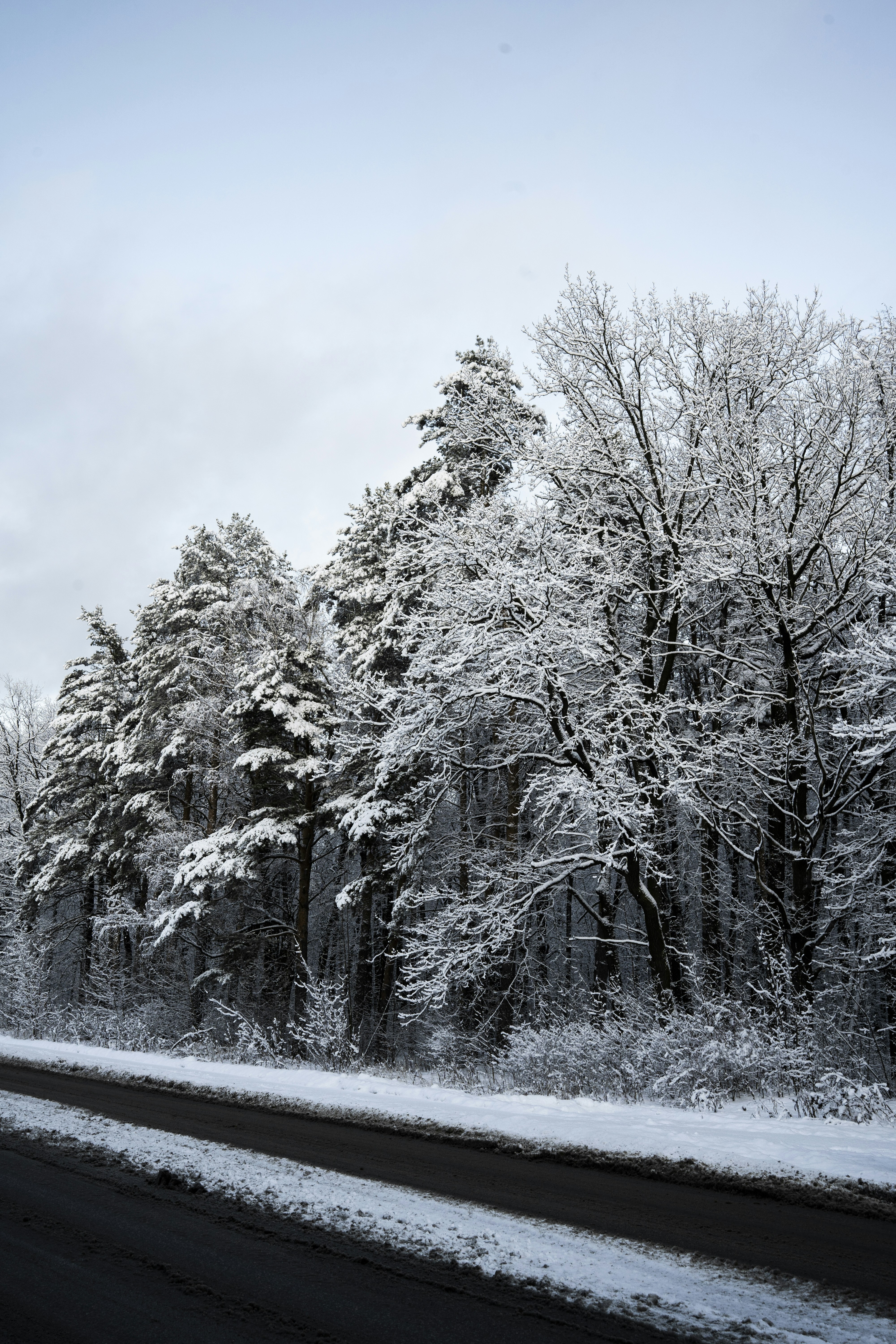 A road with snow on the trees and a blue sky