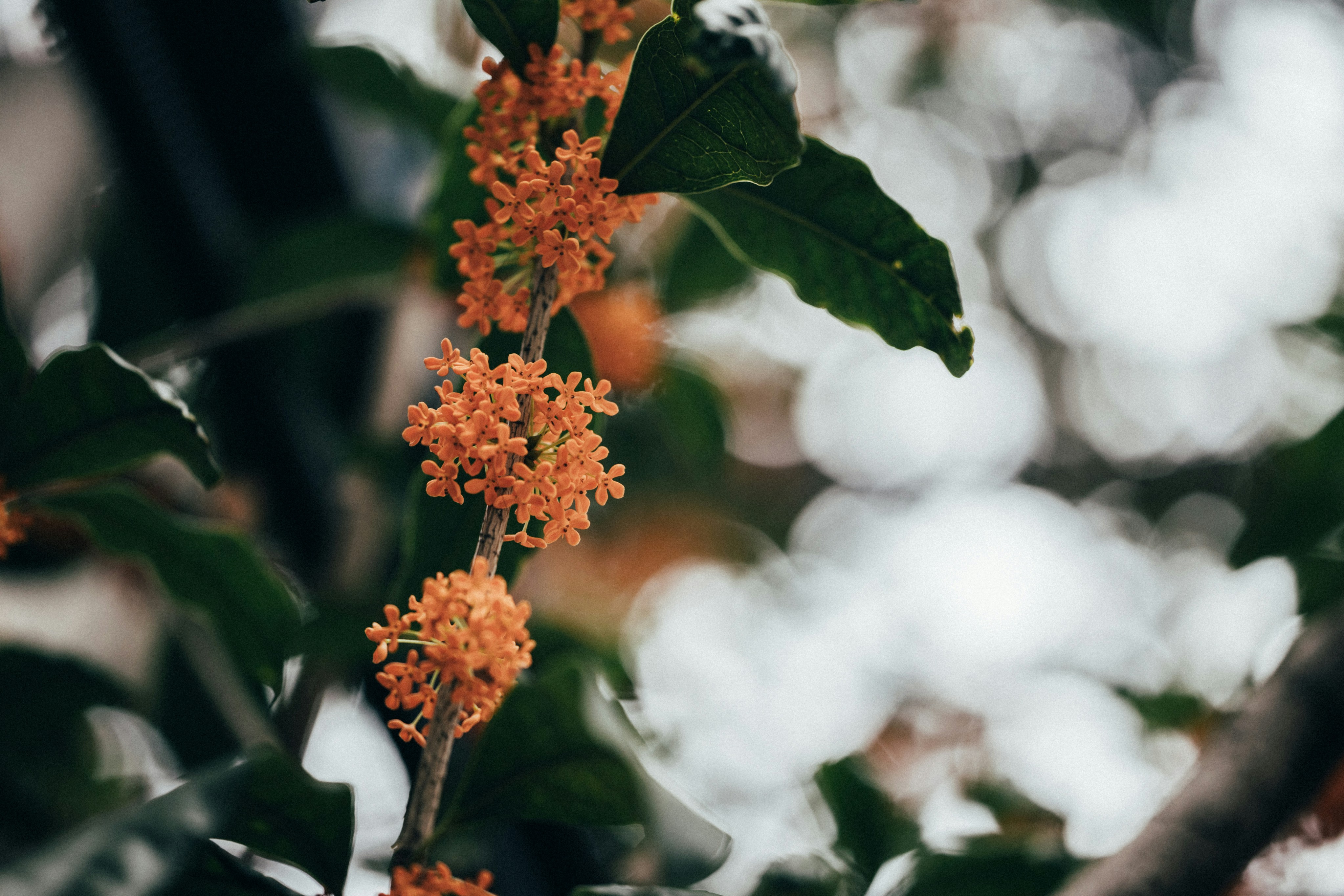 Photo by tsuyoshikozu