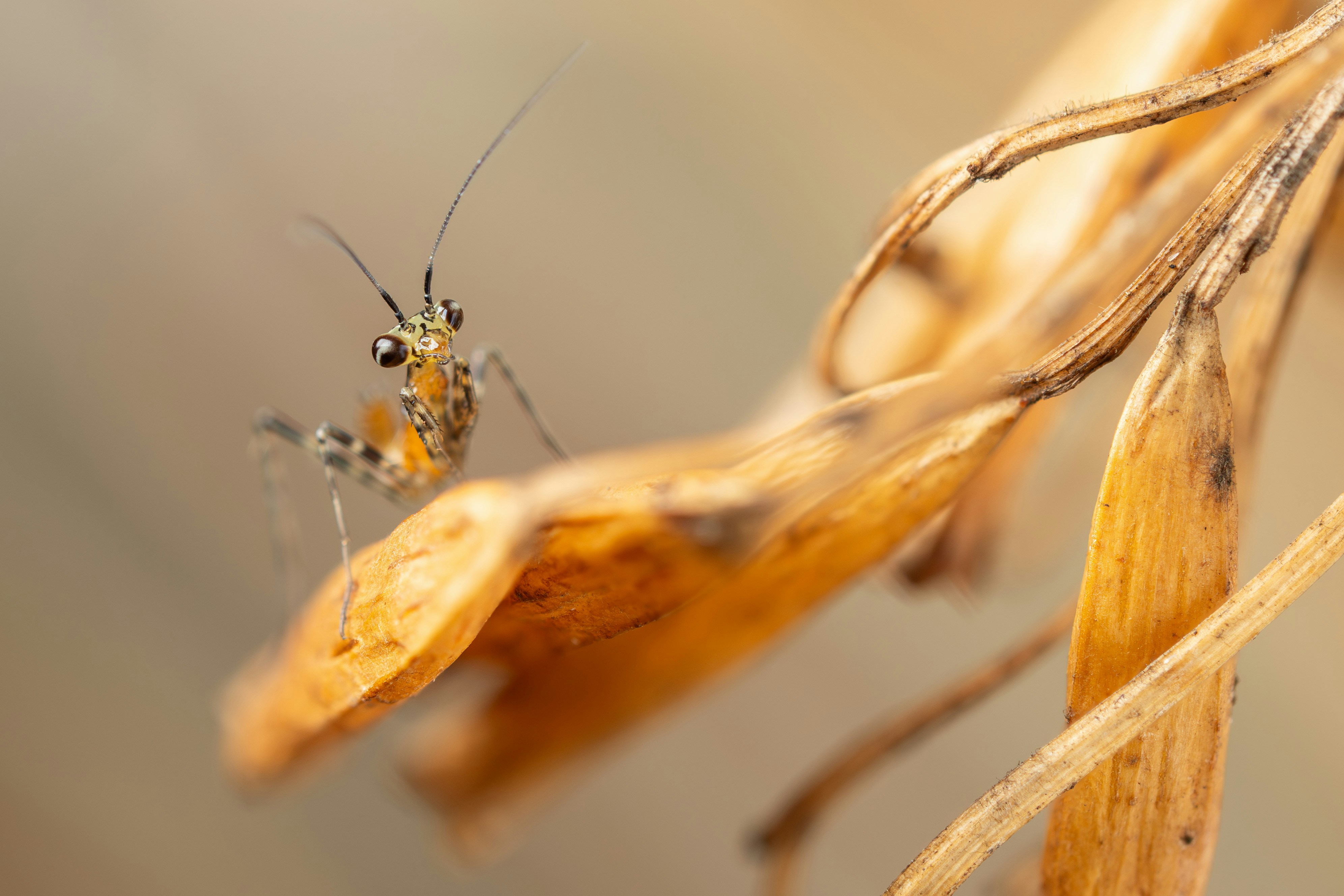 A close up of a bug on a plant