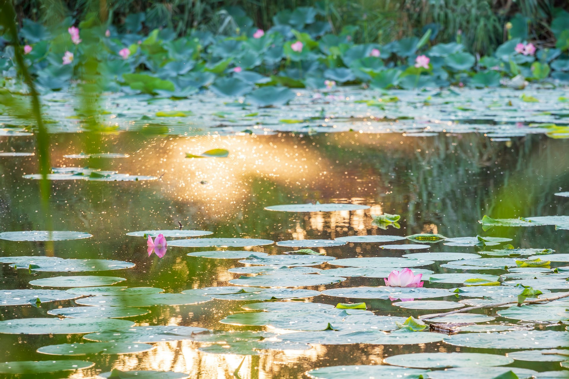 A lotus pond at golden hour in Bihar