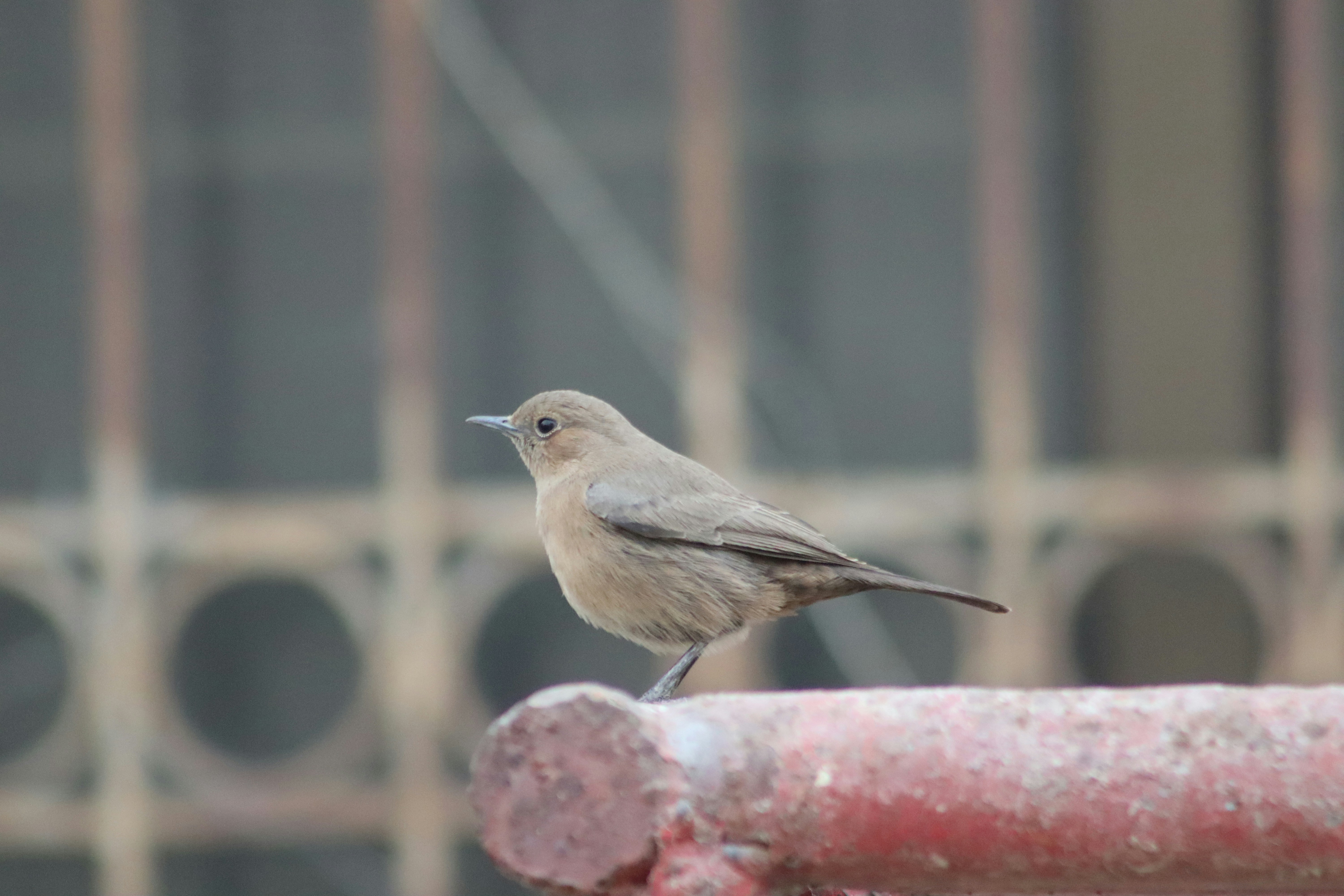 Photo by drphotographer152