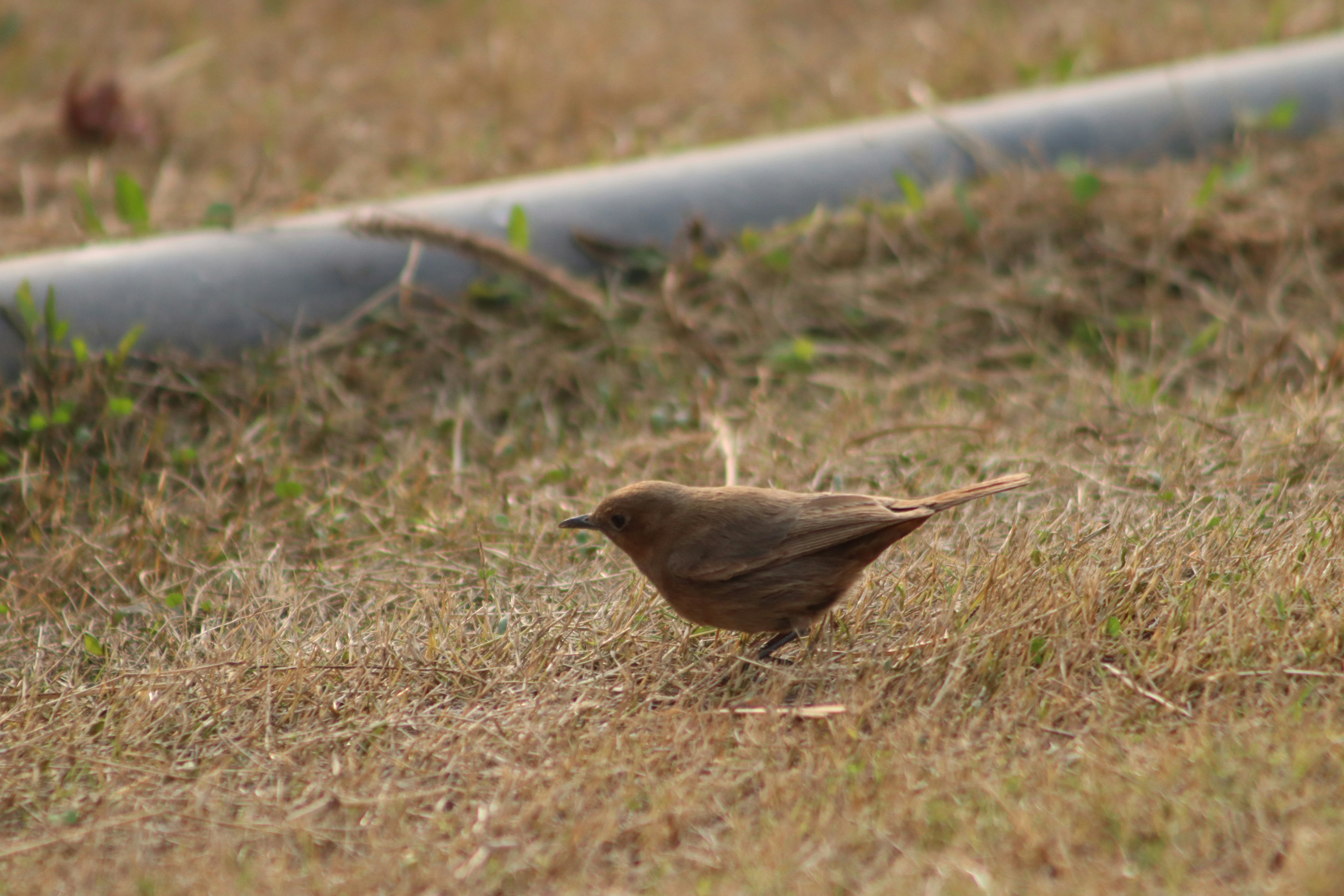 Photo by drphotographer152