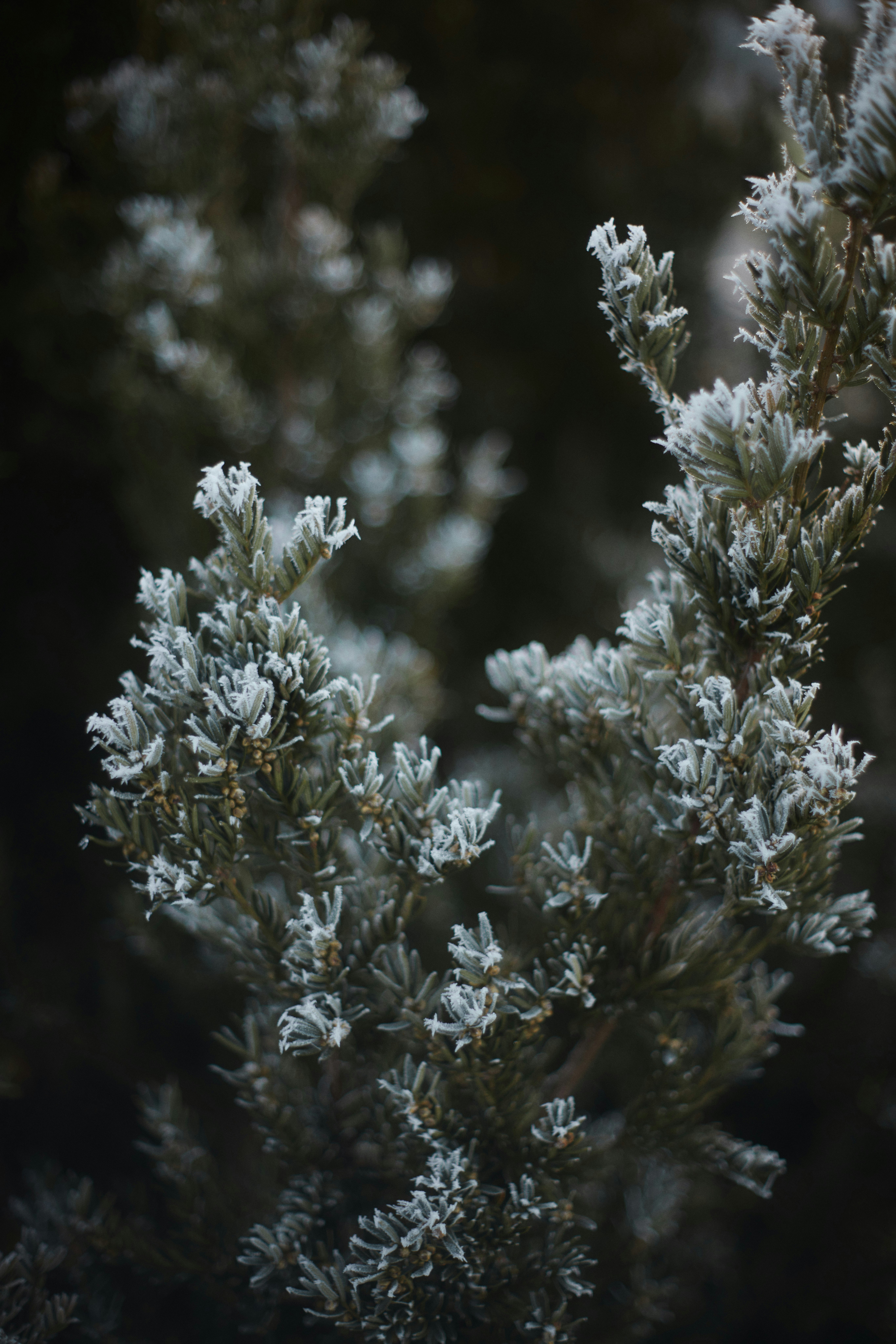 Nahaufnahme eines Baumes mit Schnee darauf