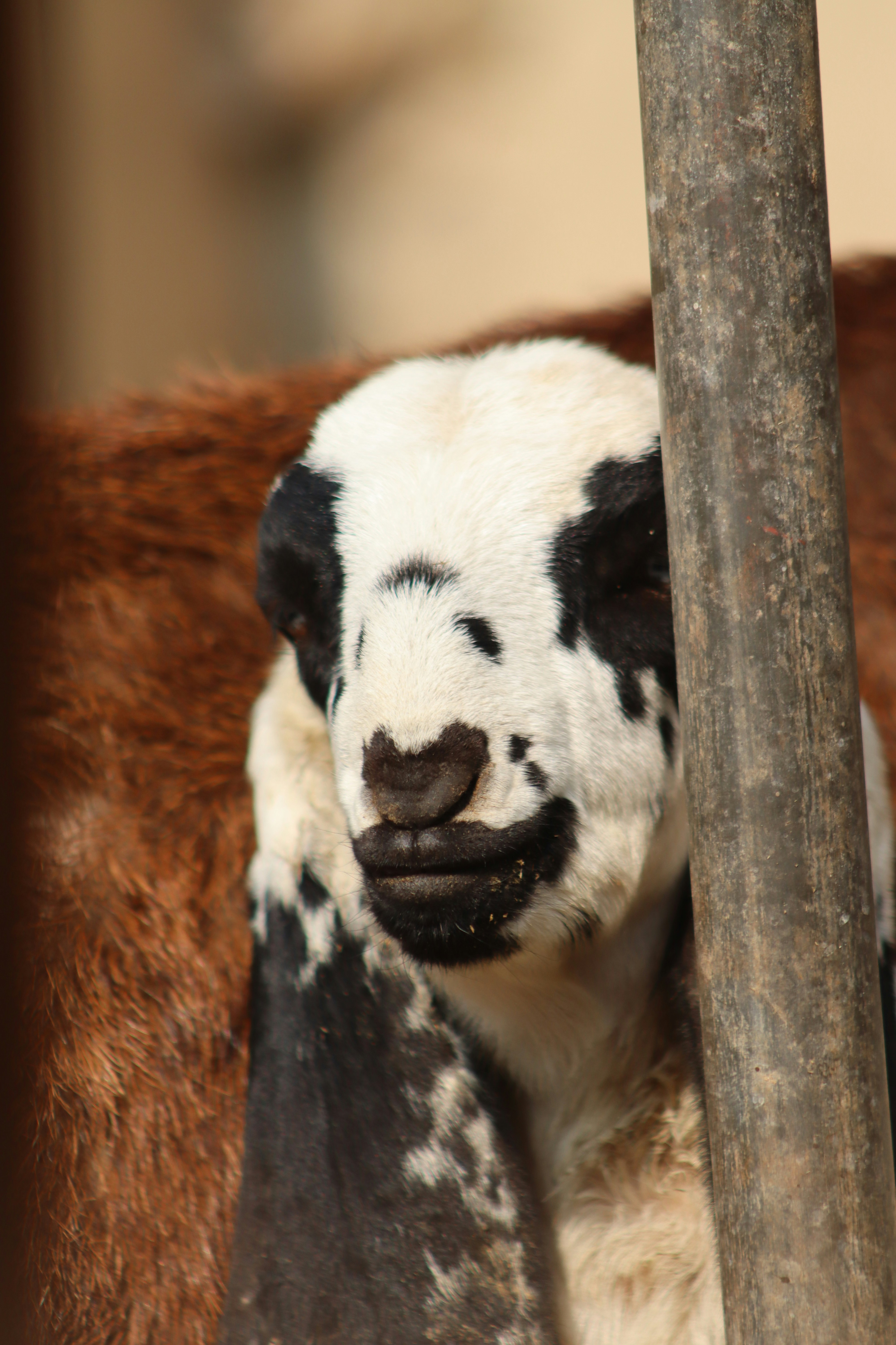 Photo by drphotographer152