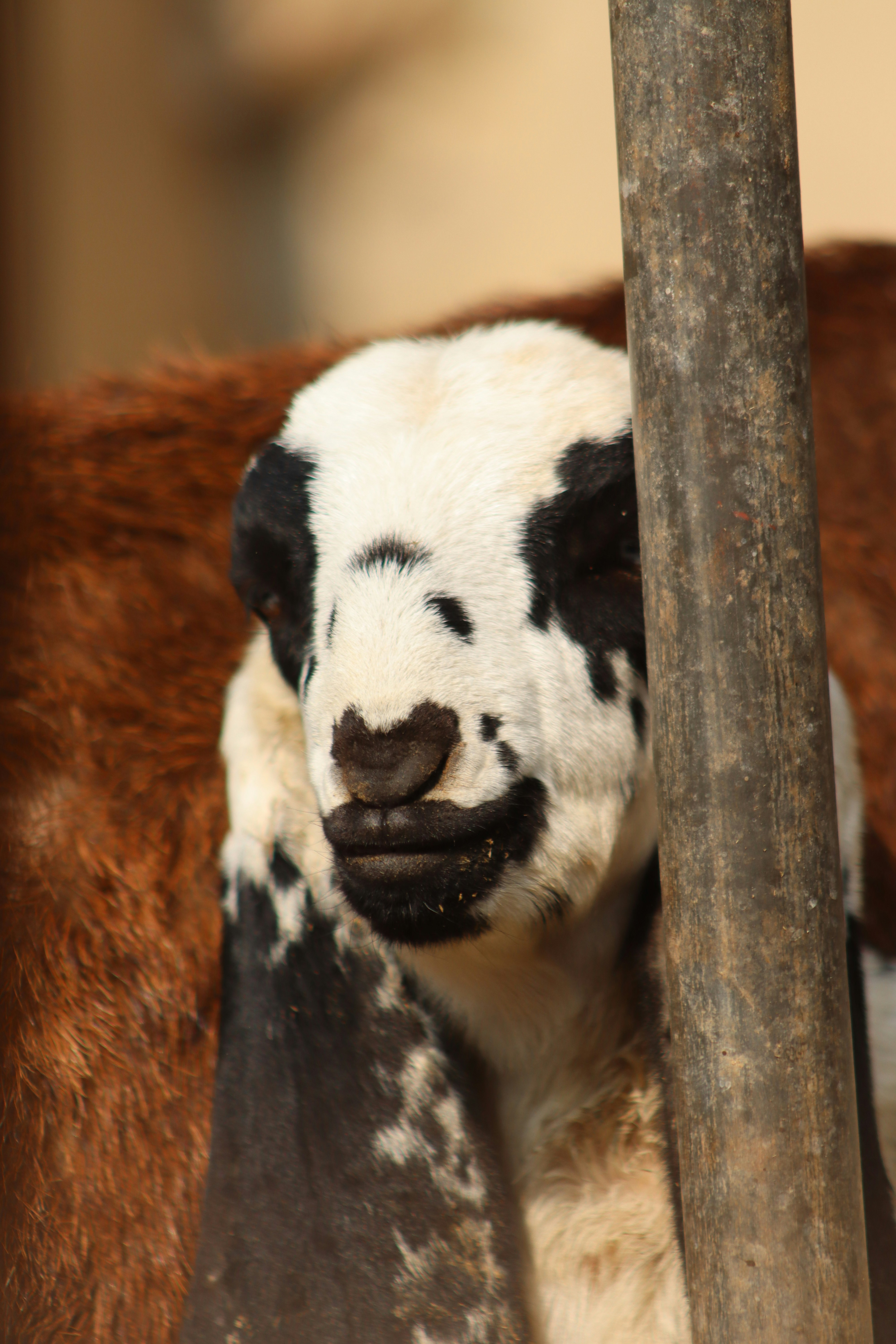 Photo by drphotographer152