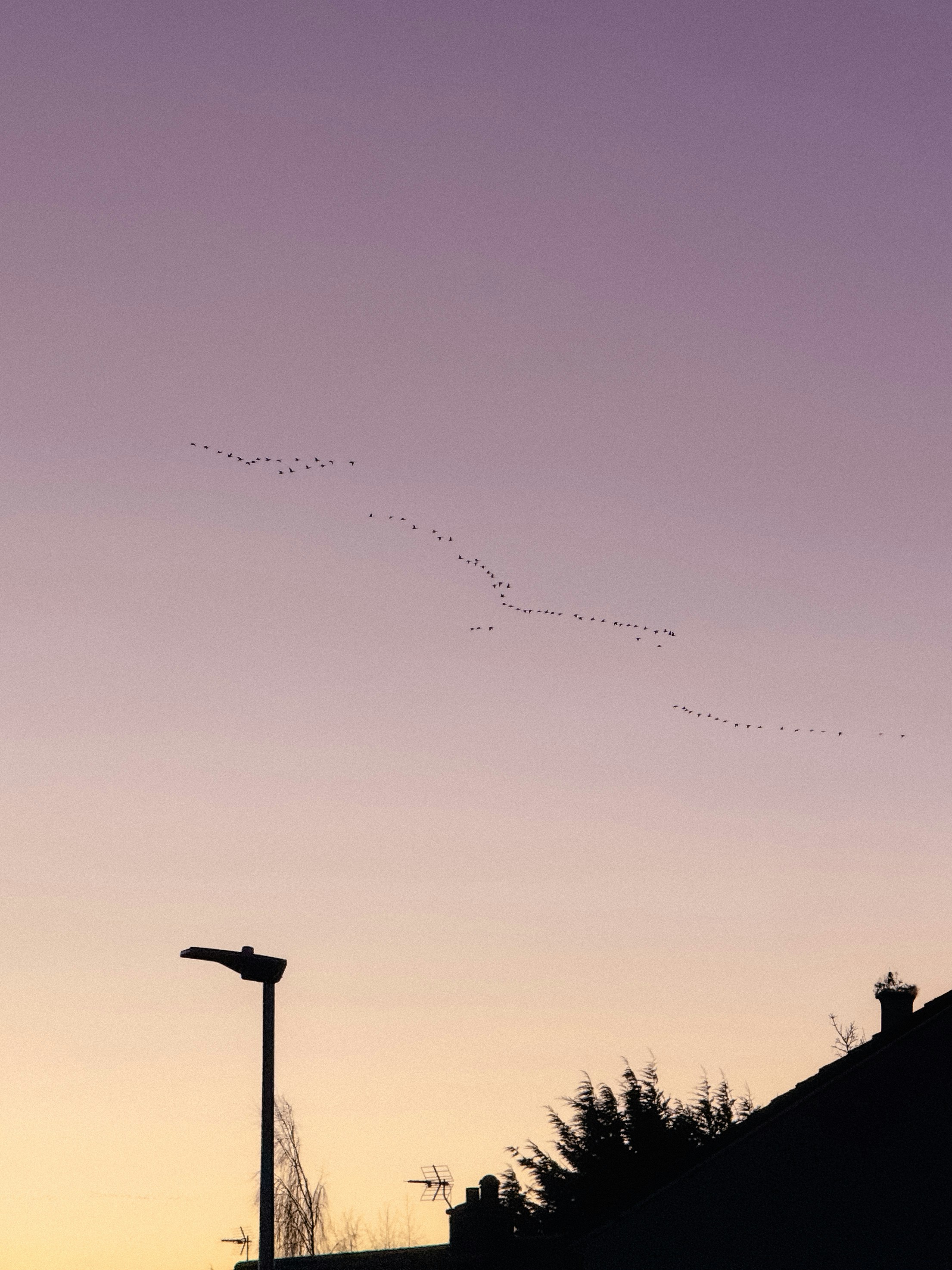 A bird flying in the sky at sunset