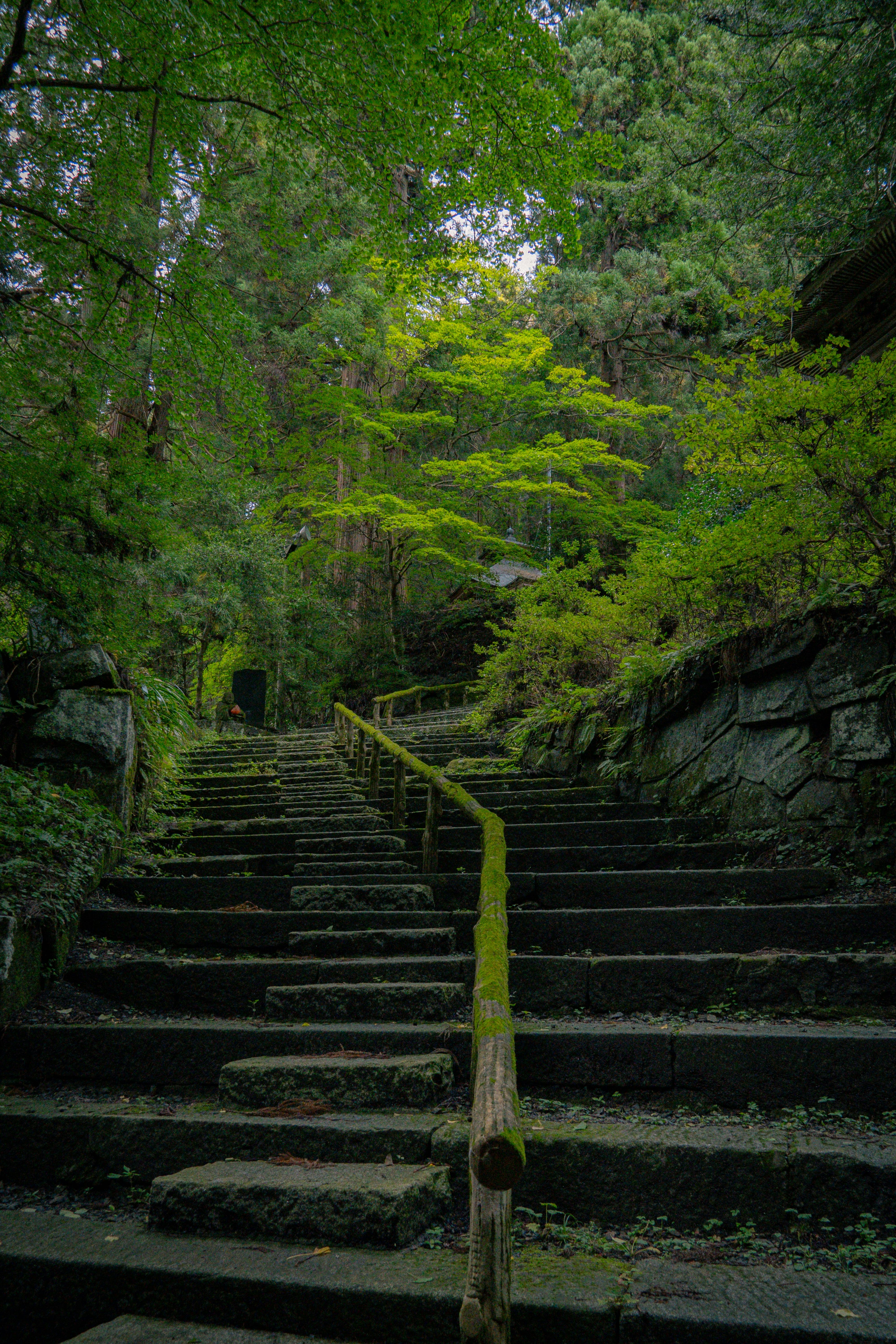 A set of stairs leading up to a forest photo – Free Path Image on Unsplash
