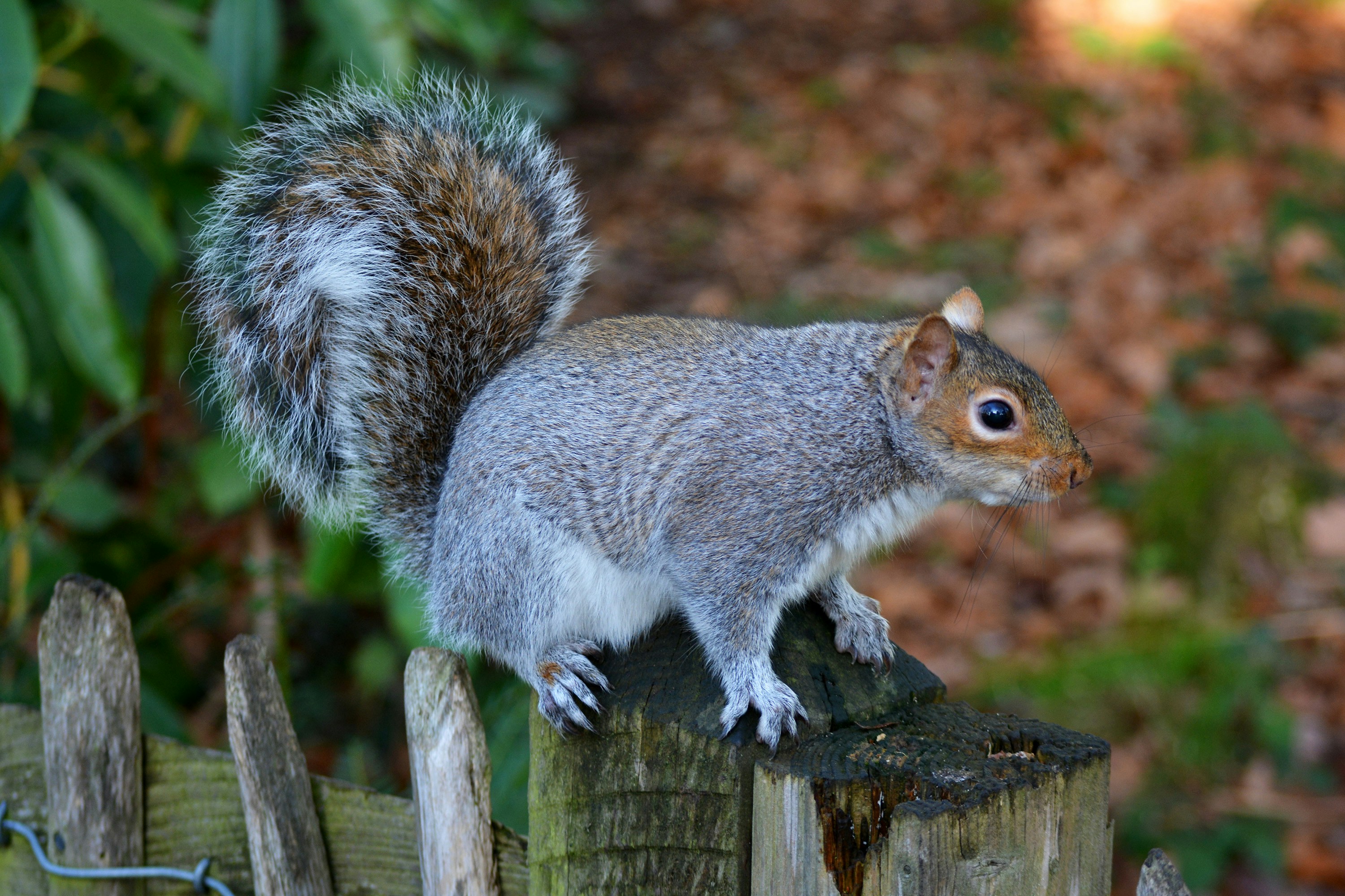 Una ardilla está parada en un poste de la cerca
