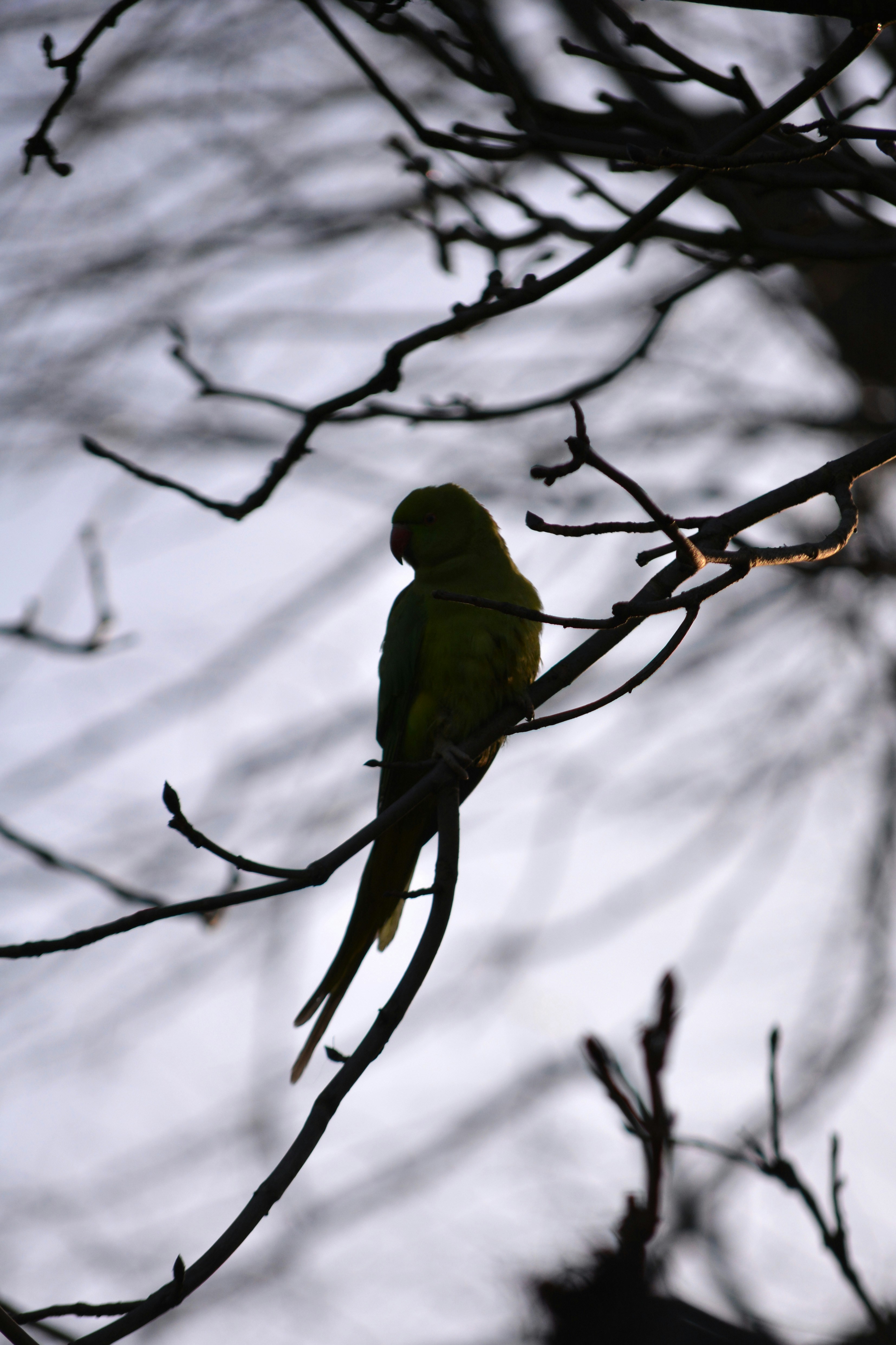 Un pájaro posado en la rama de un árbol