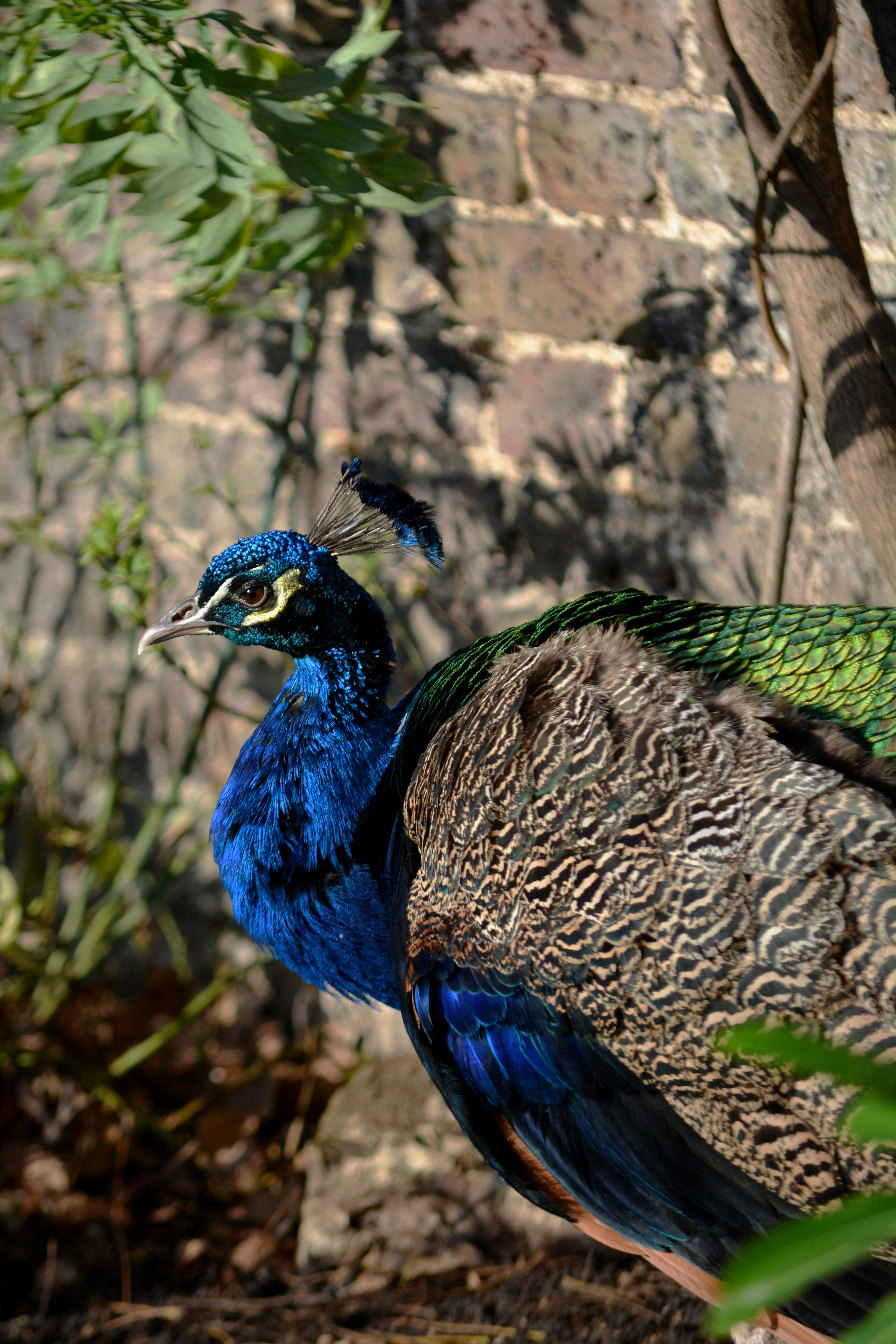 Un pájaro azul y verde parado junto a un árbol