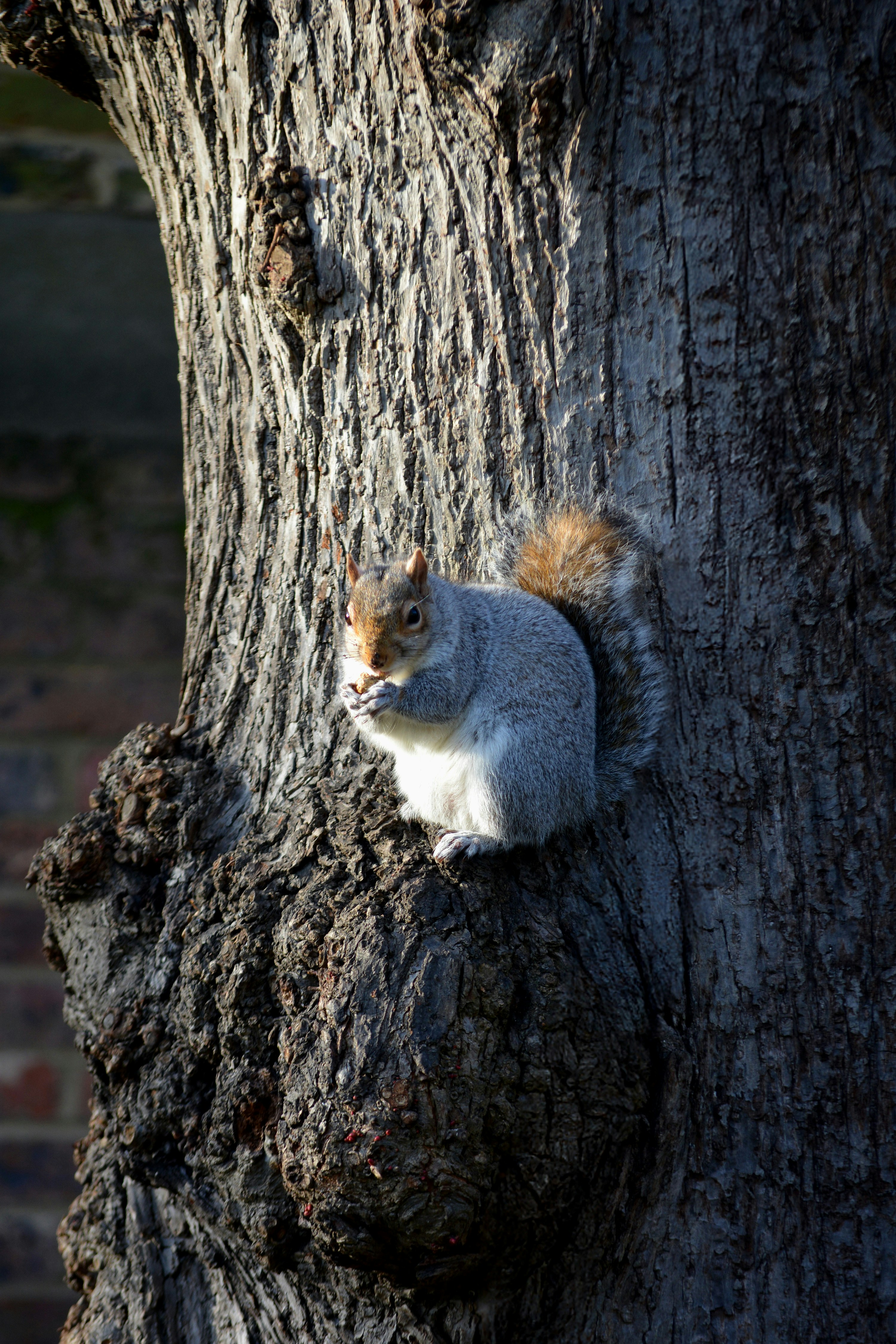Una ardilla está sentada en la corteza de un árbol