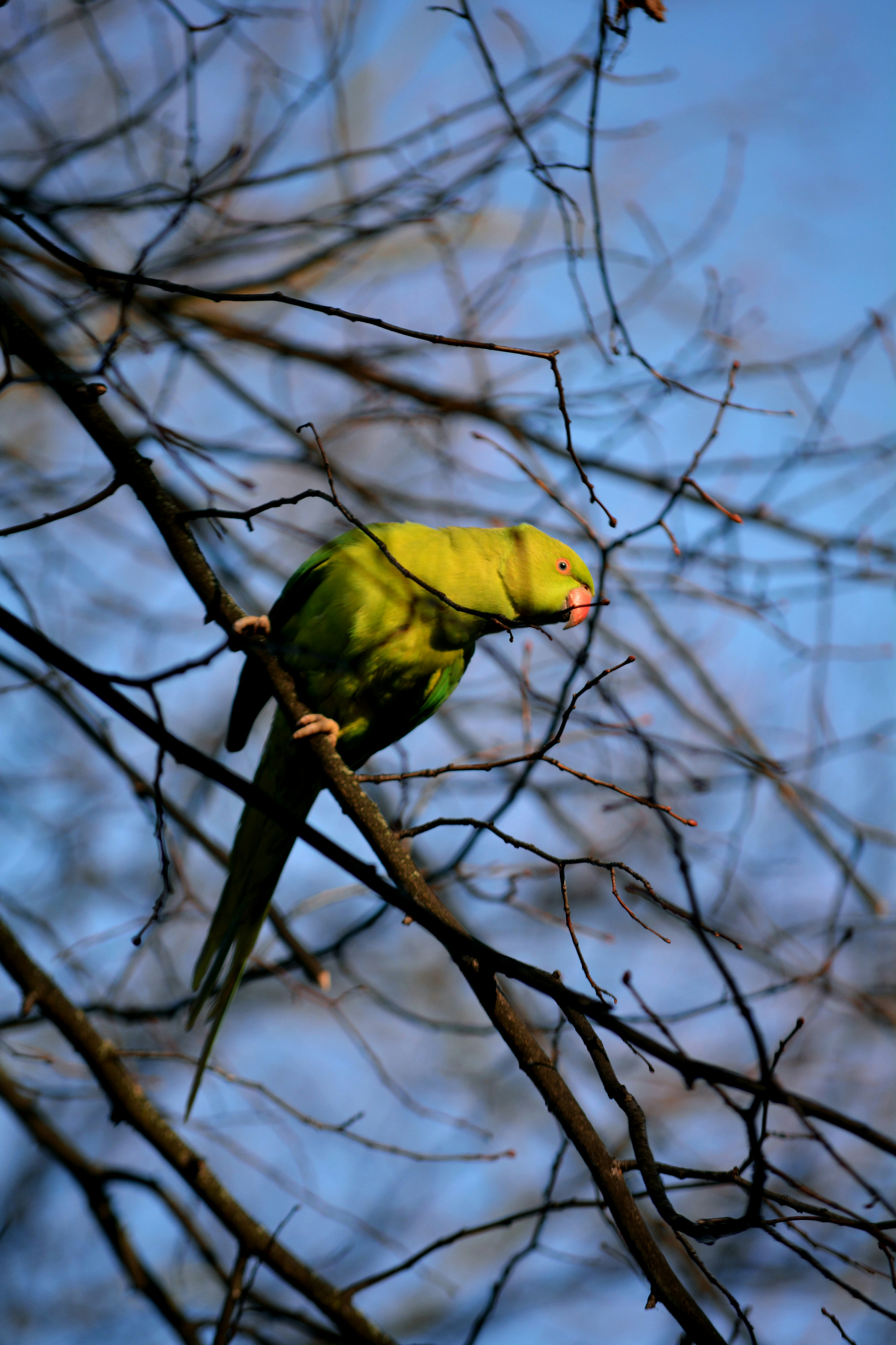 Un pájaro verde posado en lo alto de la rama de un árbol