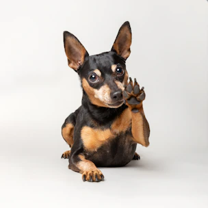 A small black and brown dog sitting on its hind legs