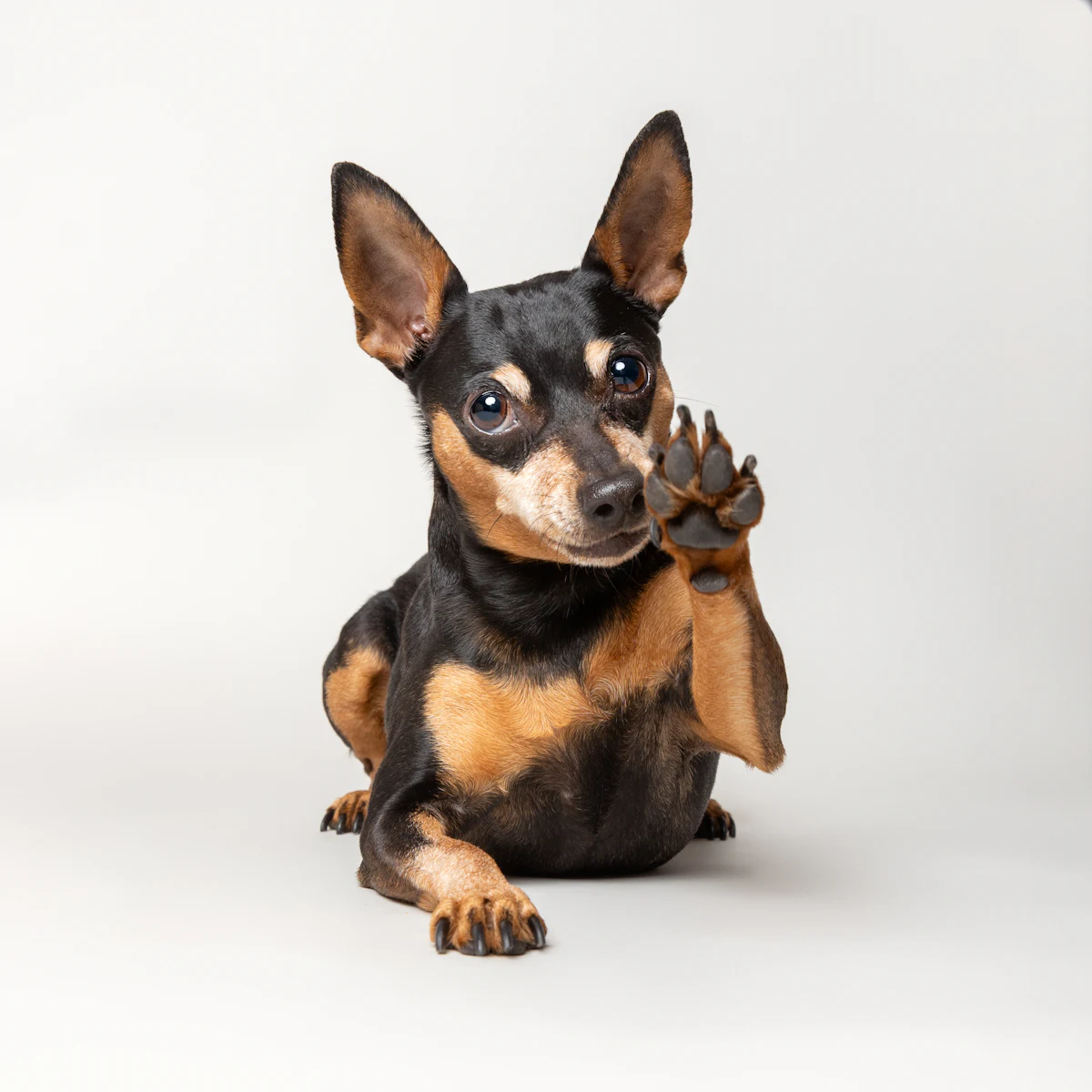 Close-up of a dog's paw and nails — how to cut black dog nails