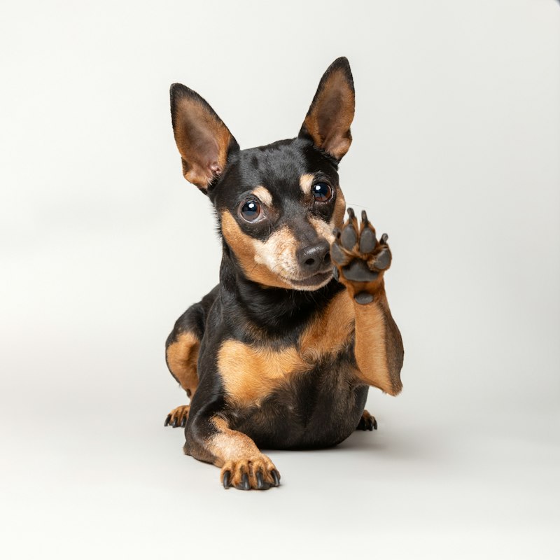 Pinscher sentado