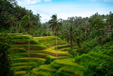A lush green hillside covered in lots of trees