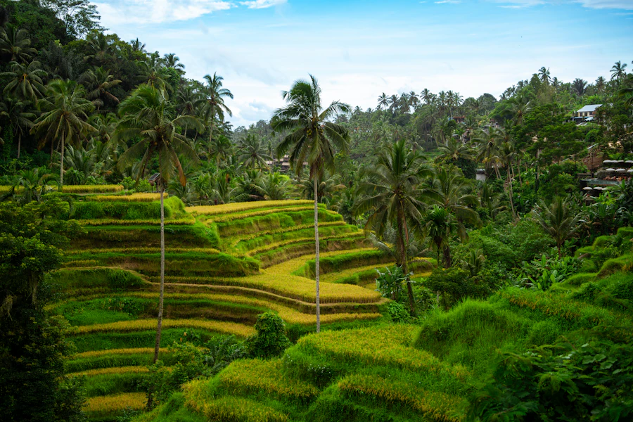Lush green rice terraces surrounding Ubud, Bali