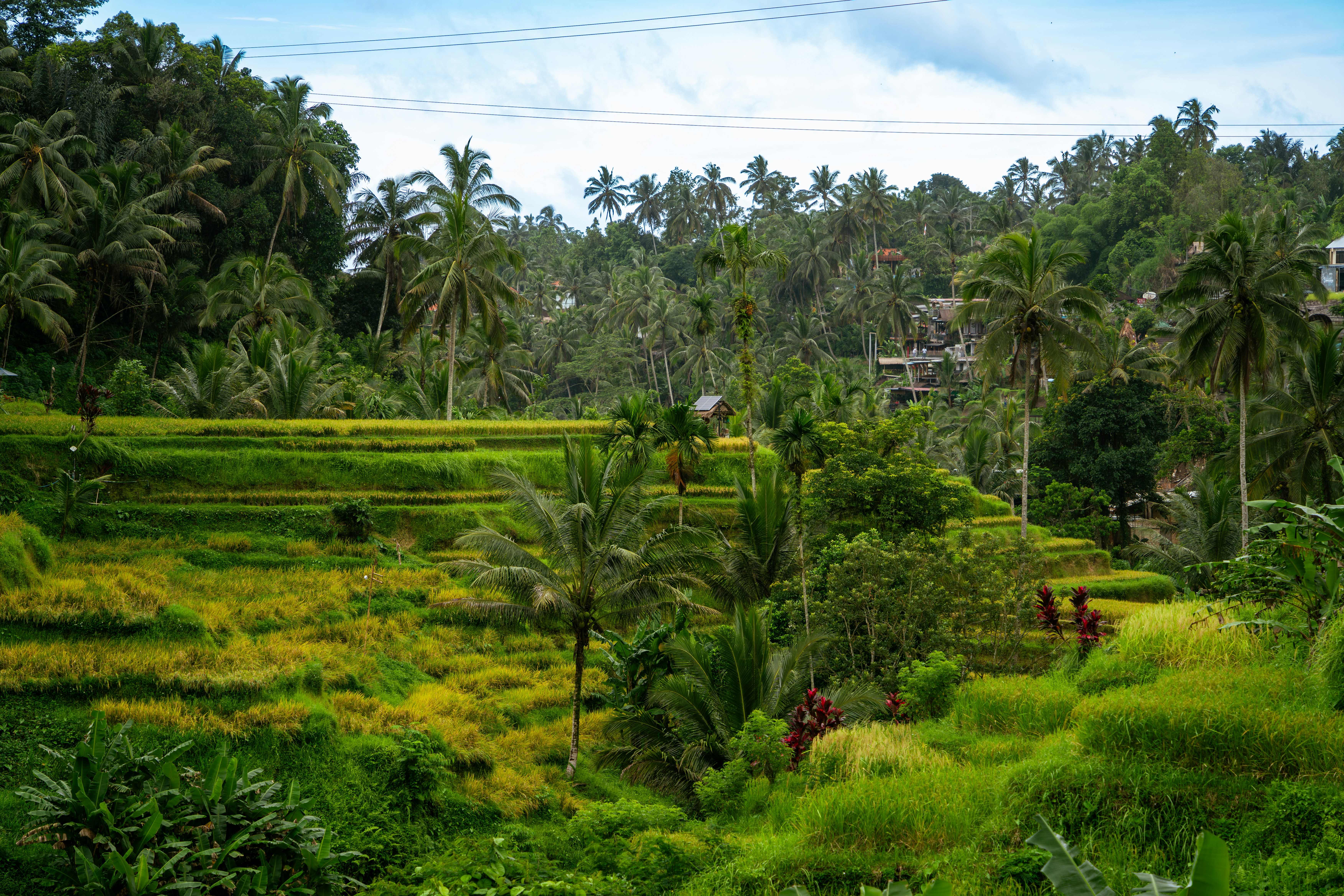 Lush green field with palm trees
