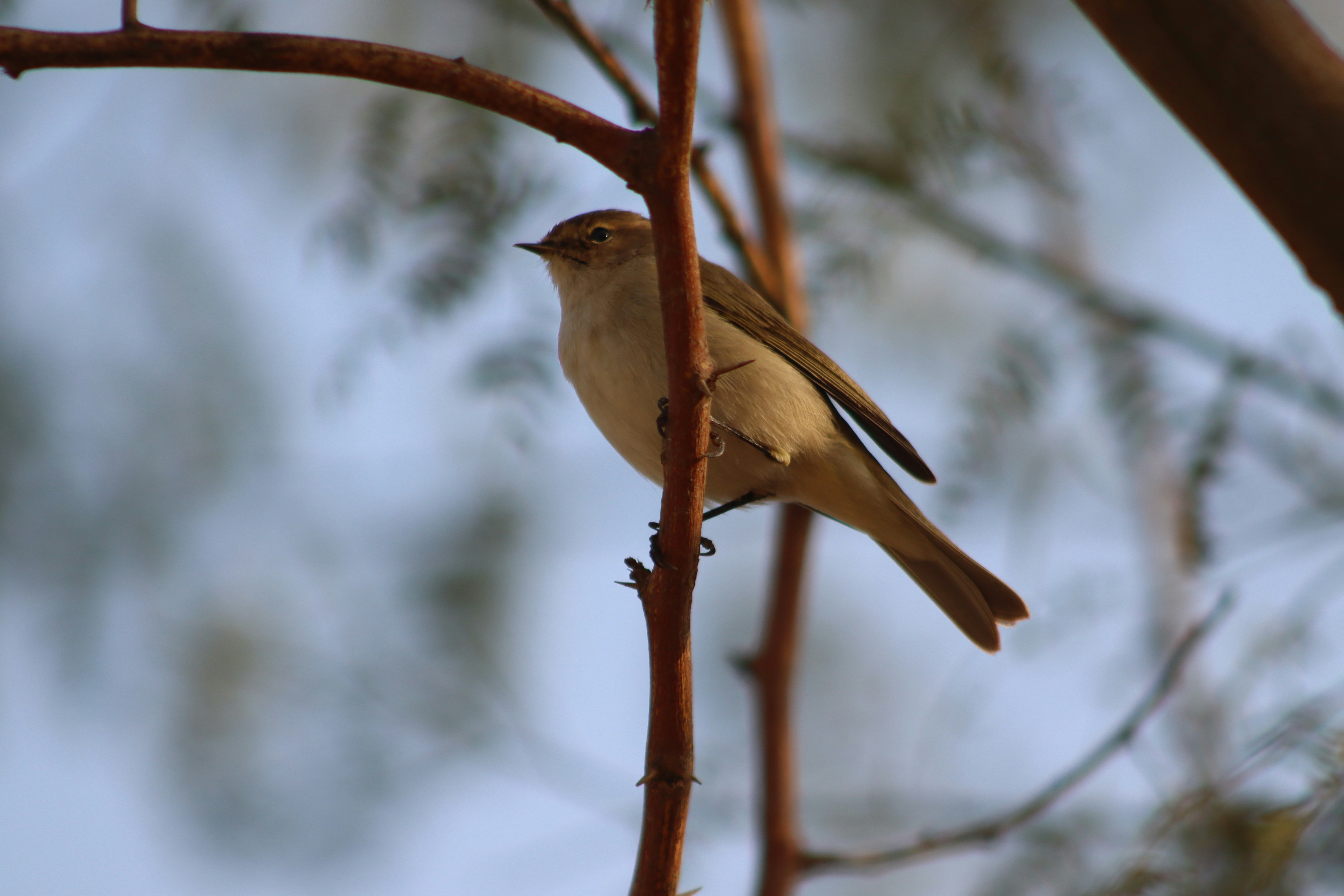 Photo by drphotographer152