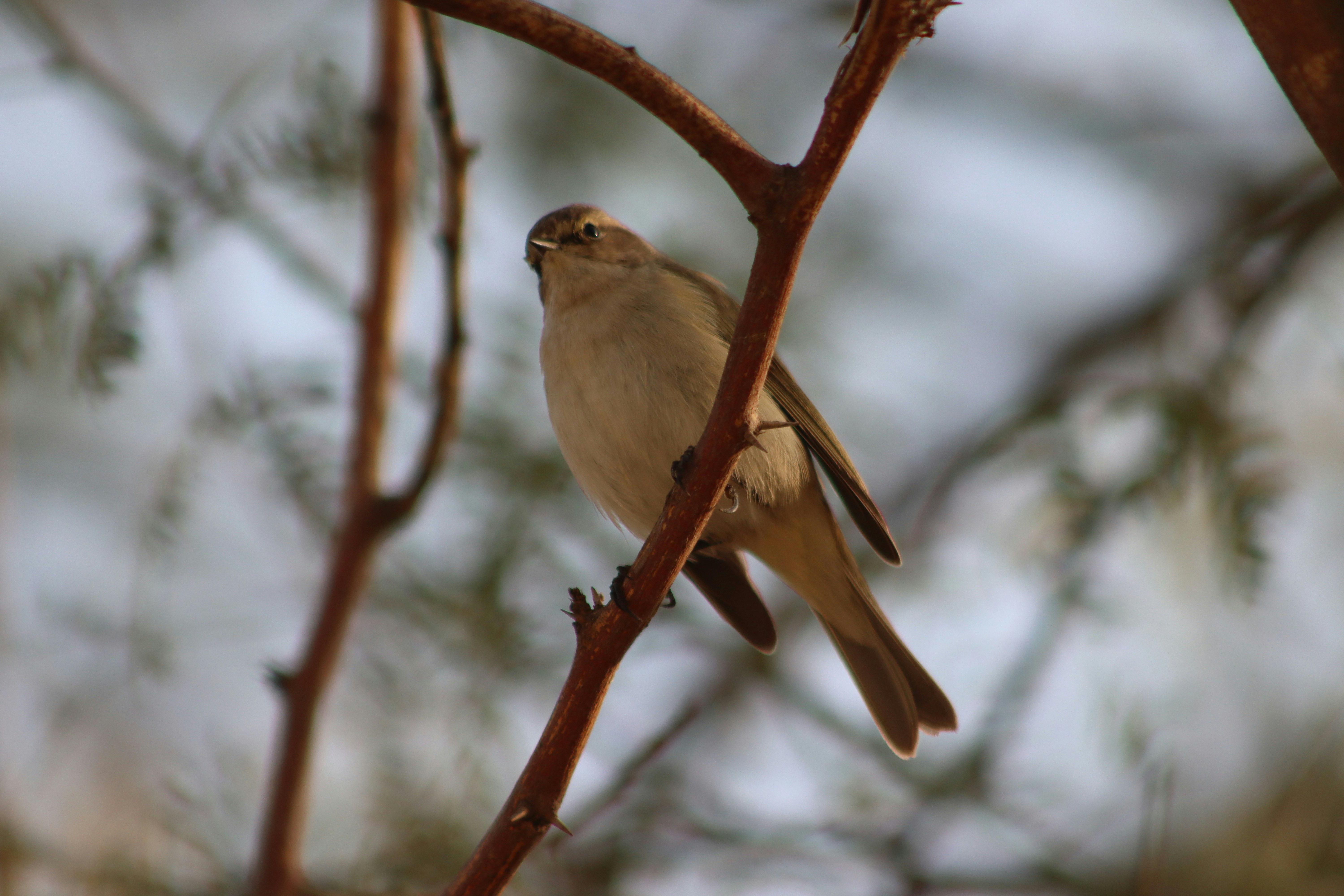 Photo by drphotographer152