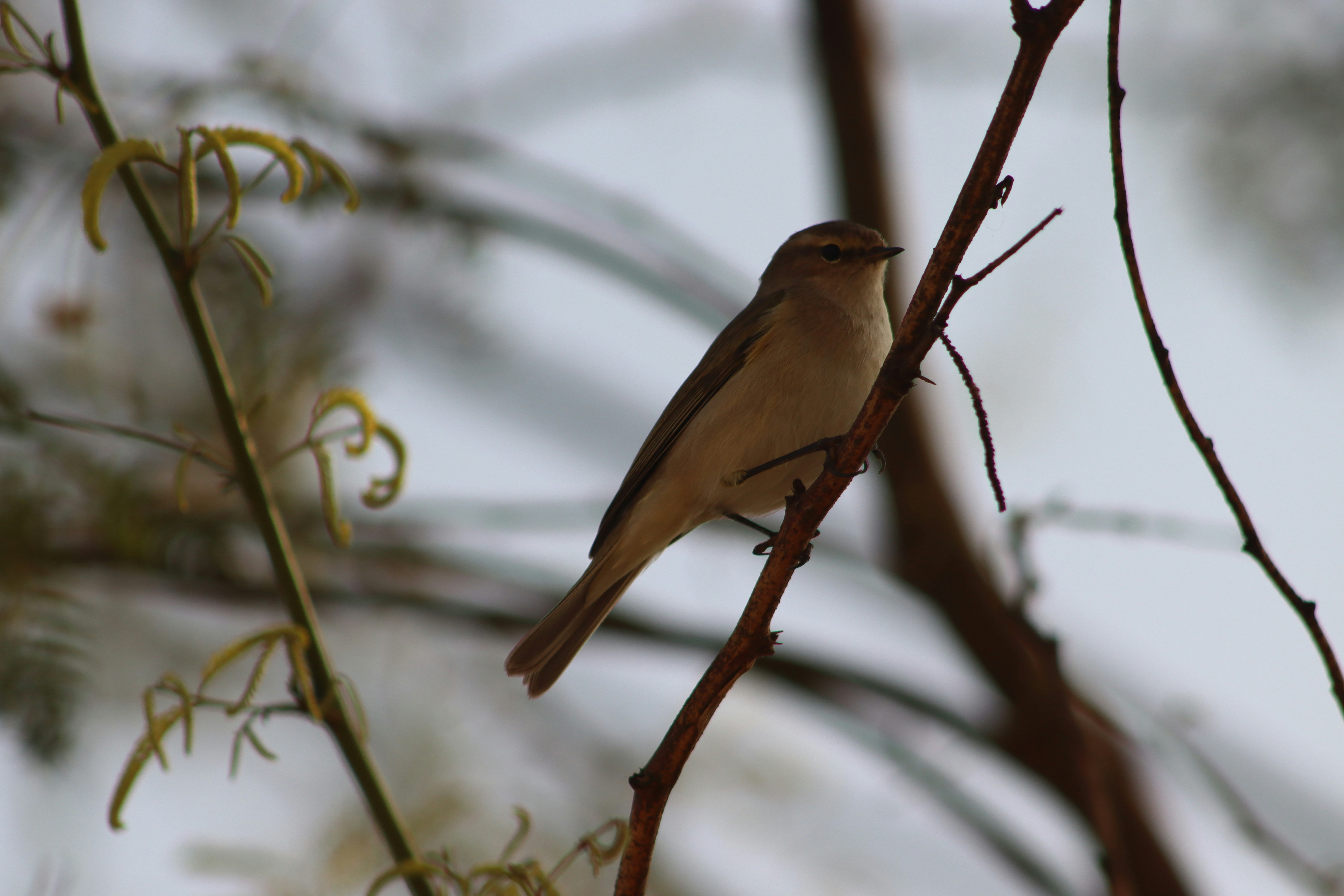 Photo by drphotographer152