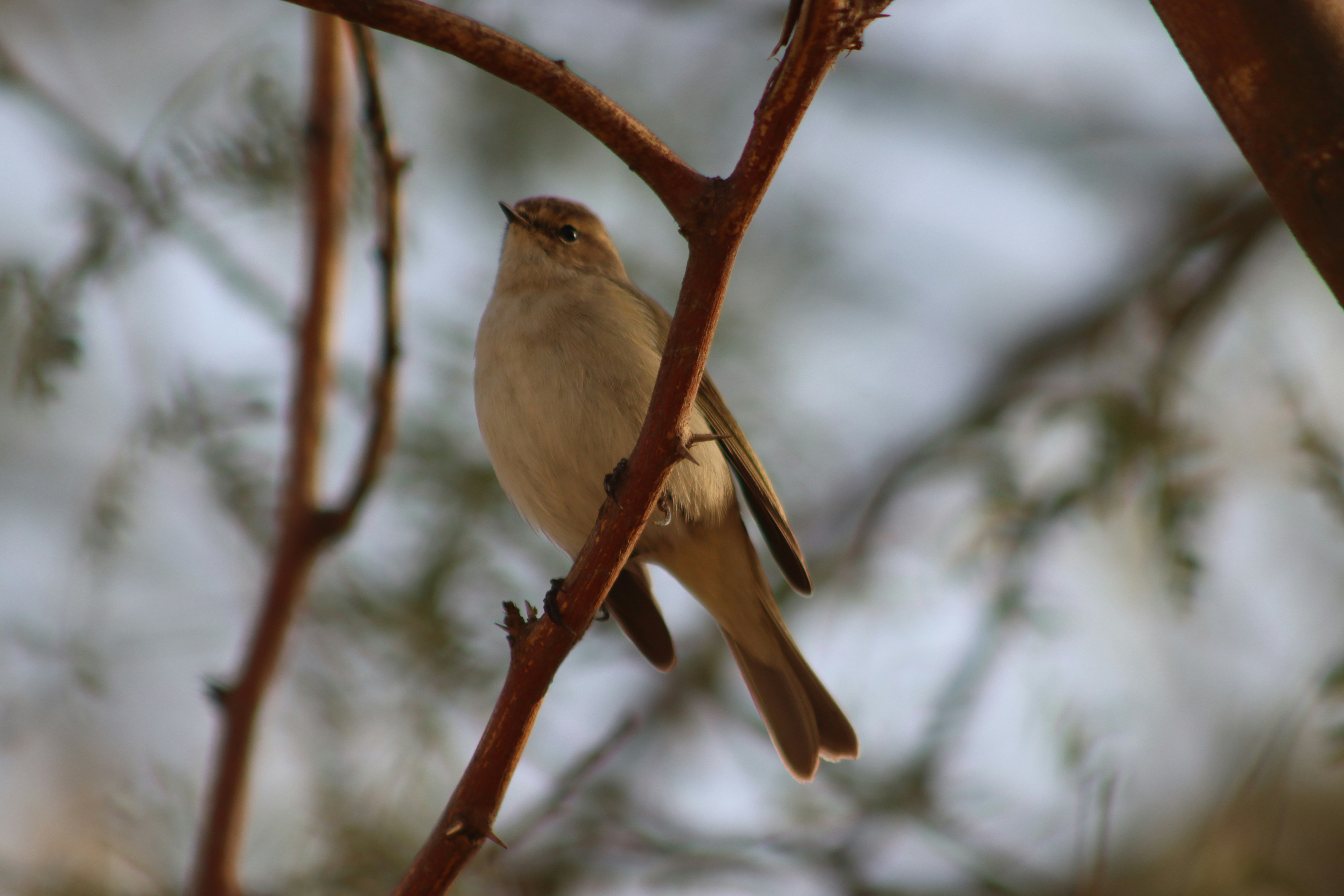 Photo by drphotographer152