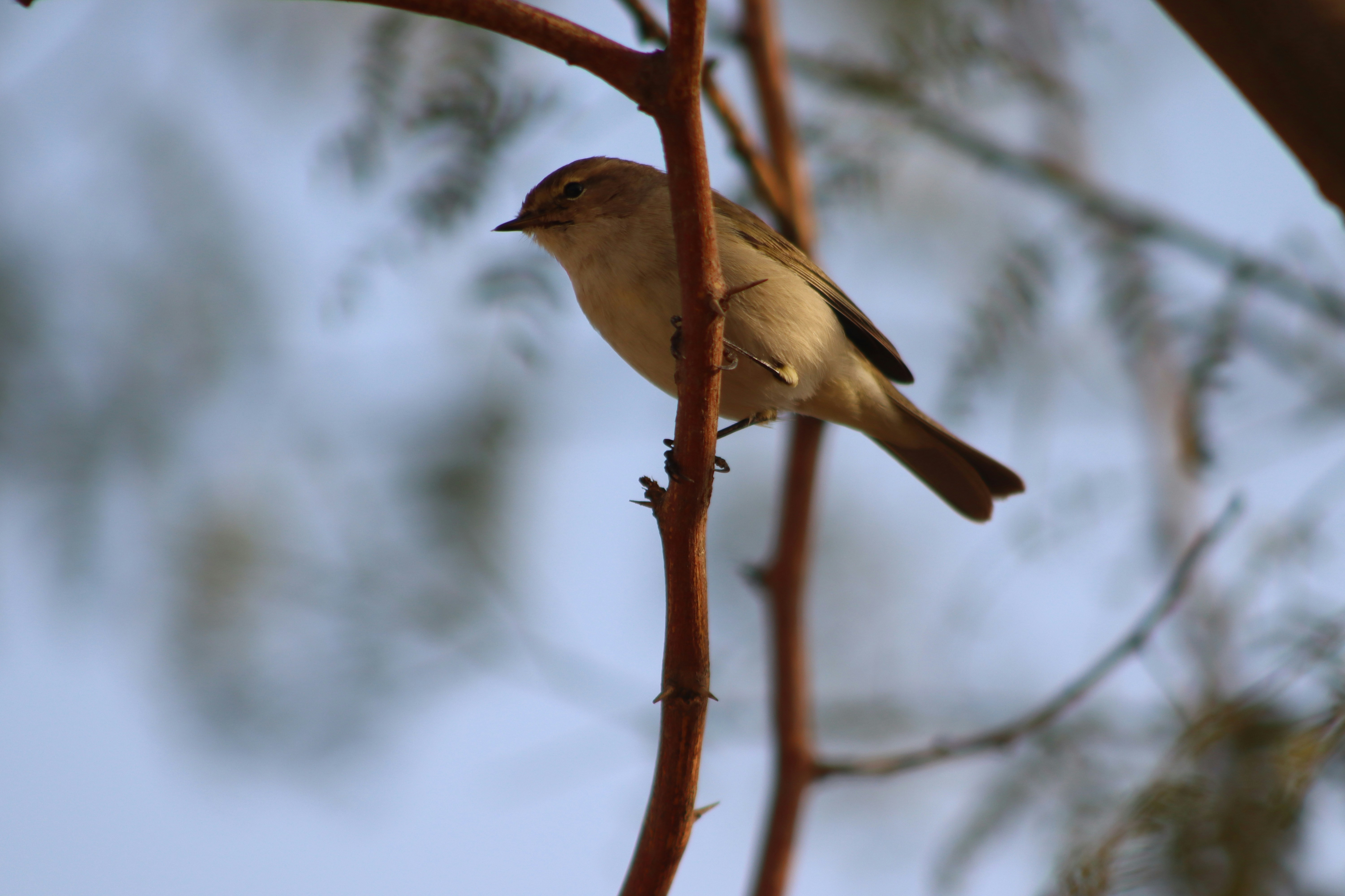 Photo by drphotographer152