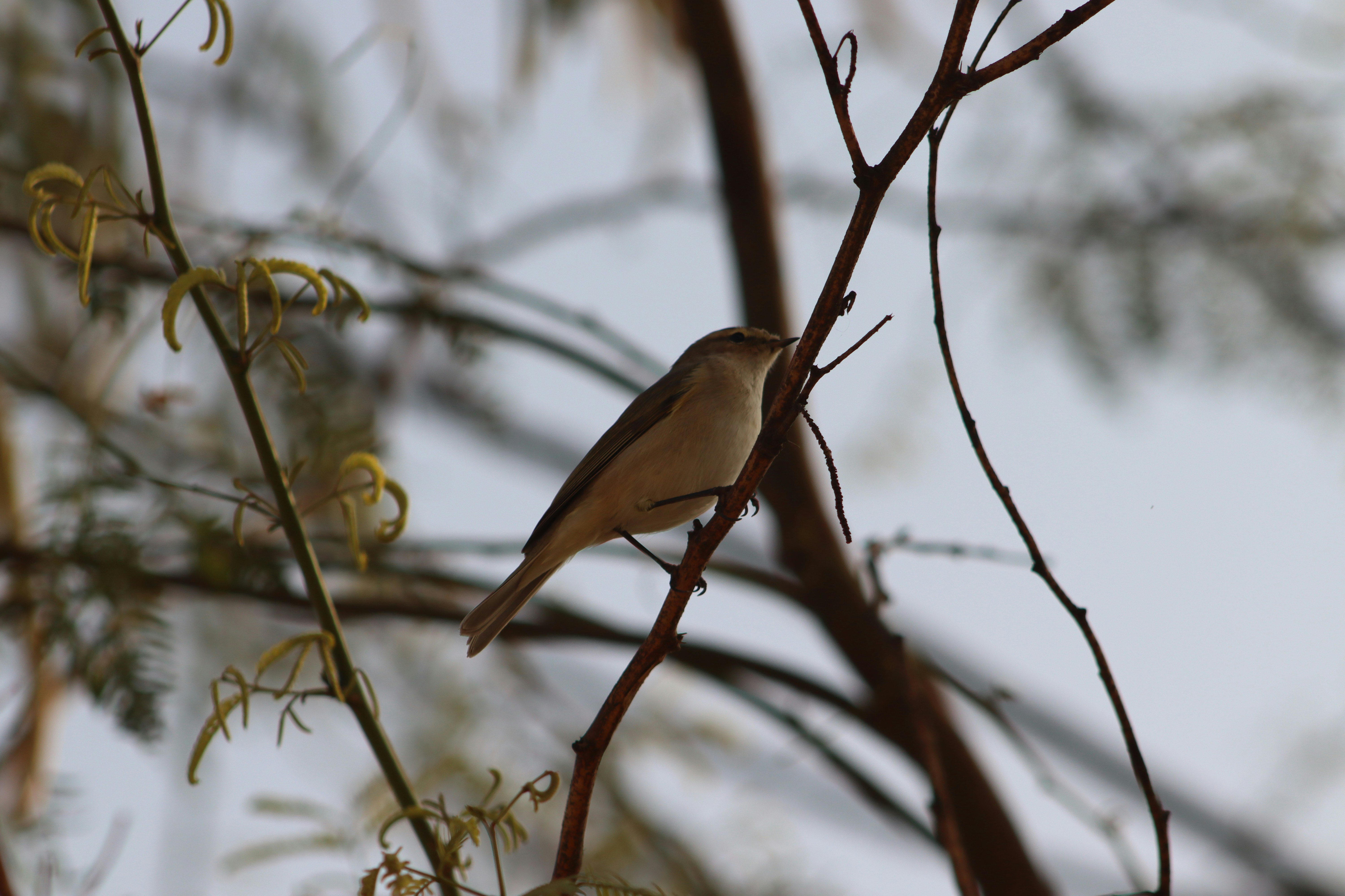 Photo by drphotographer152