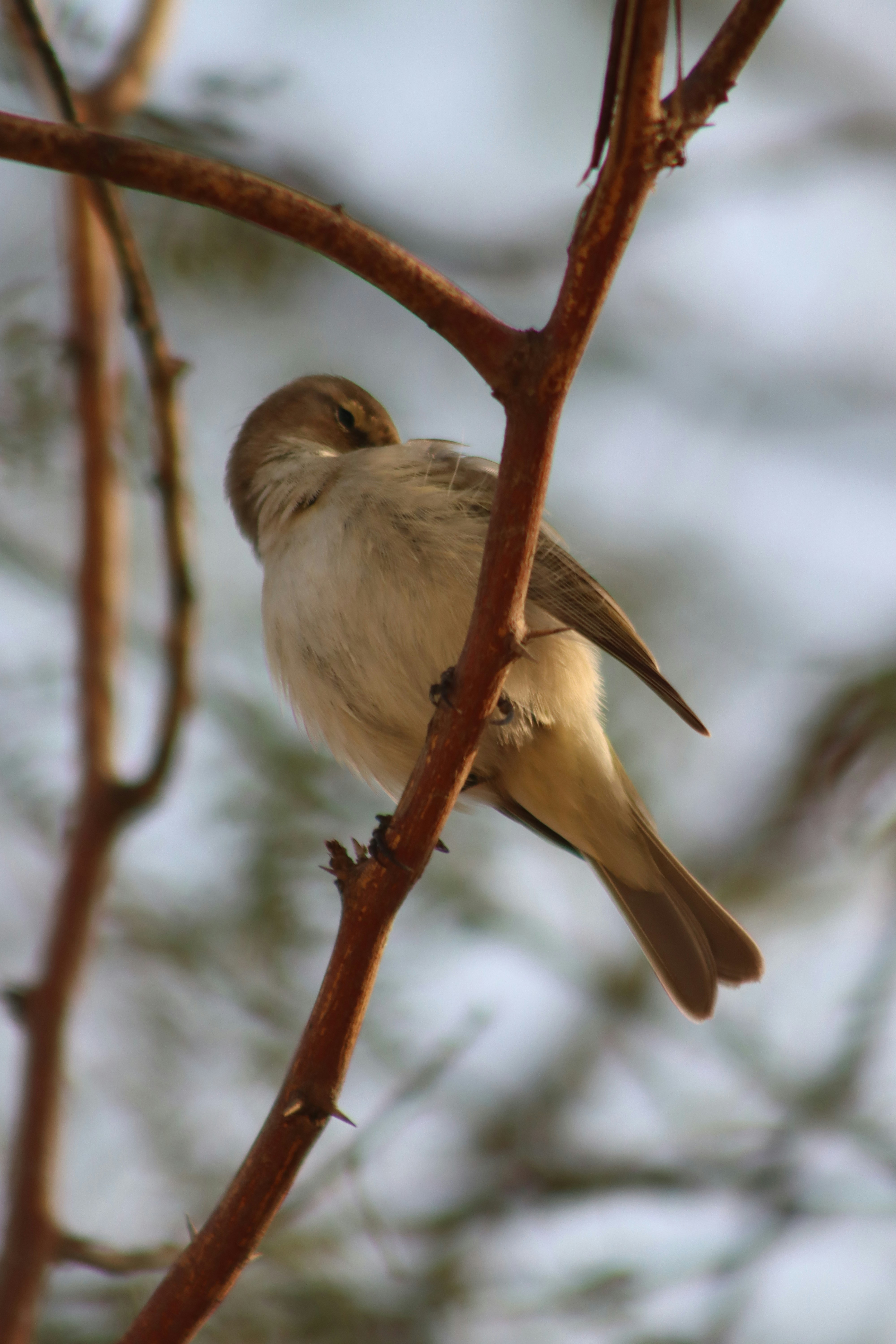 Photo by drphotographer152