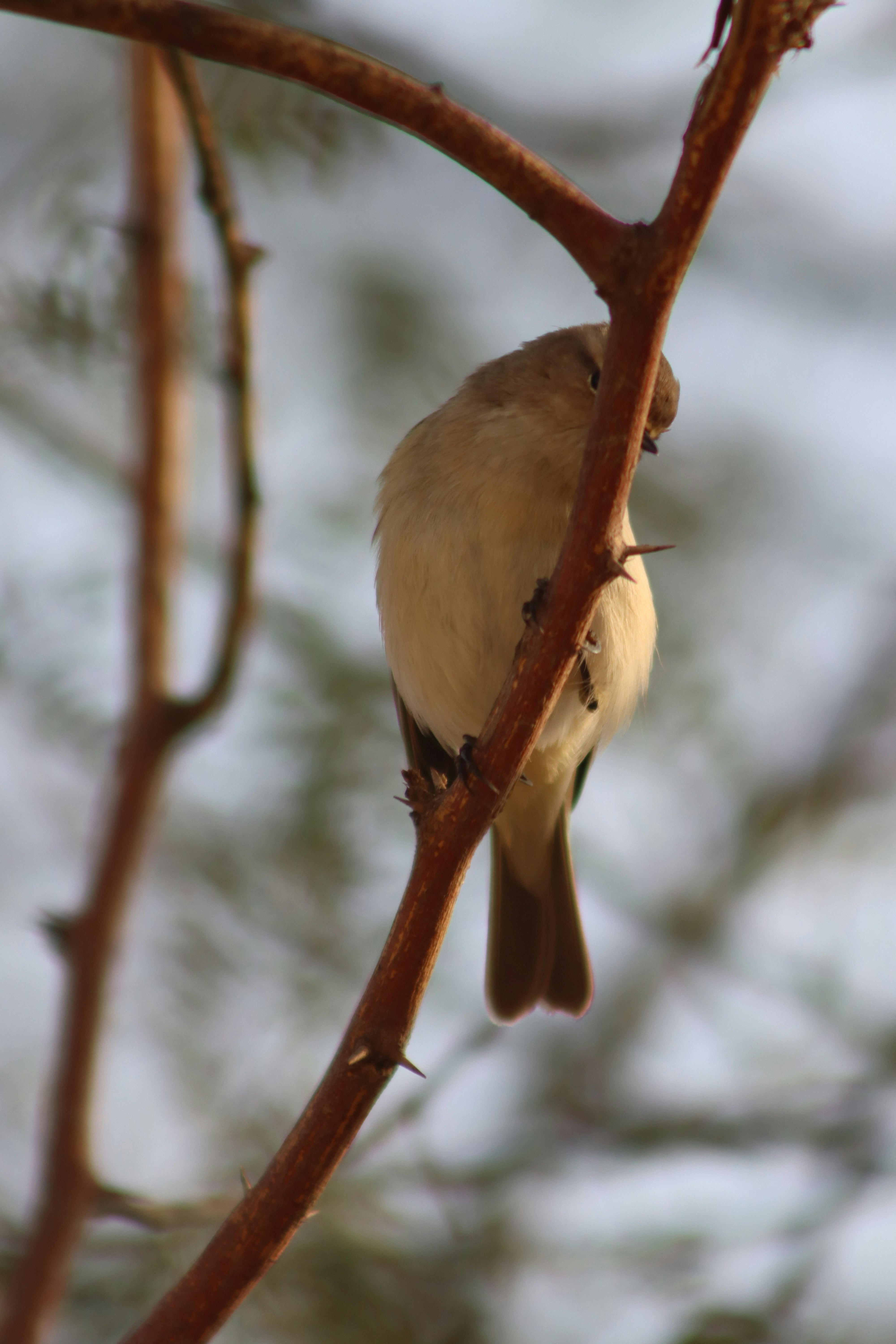 Photo by drphotographer152