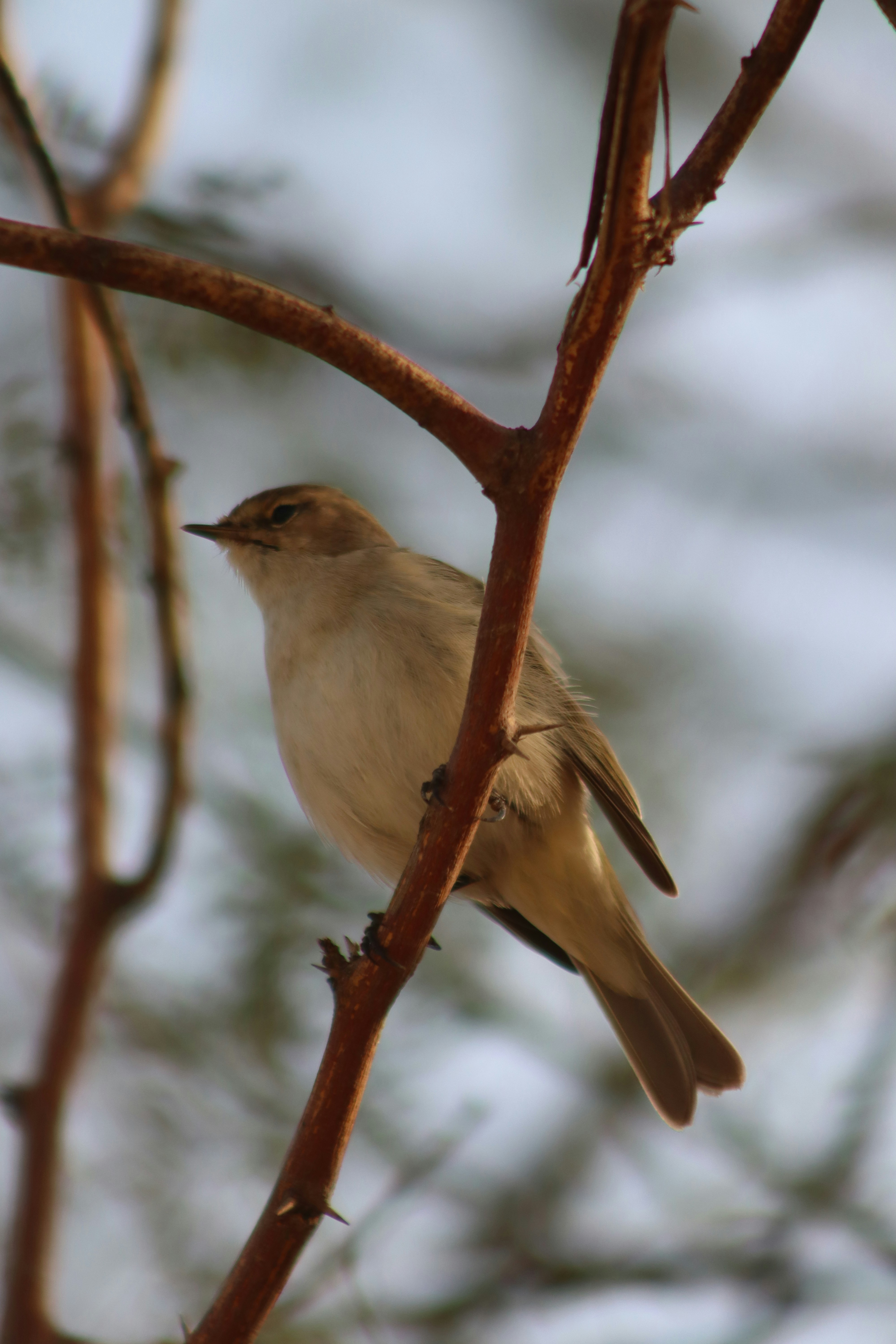 Photo by drphotographer152