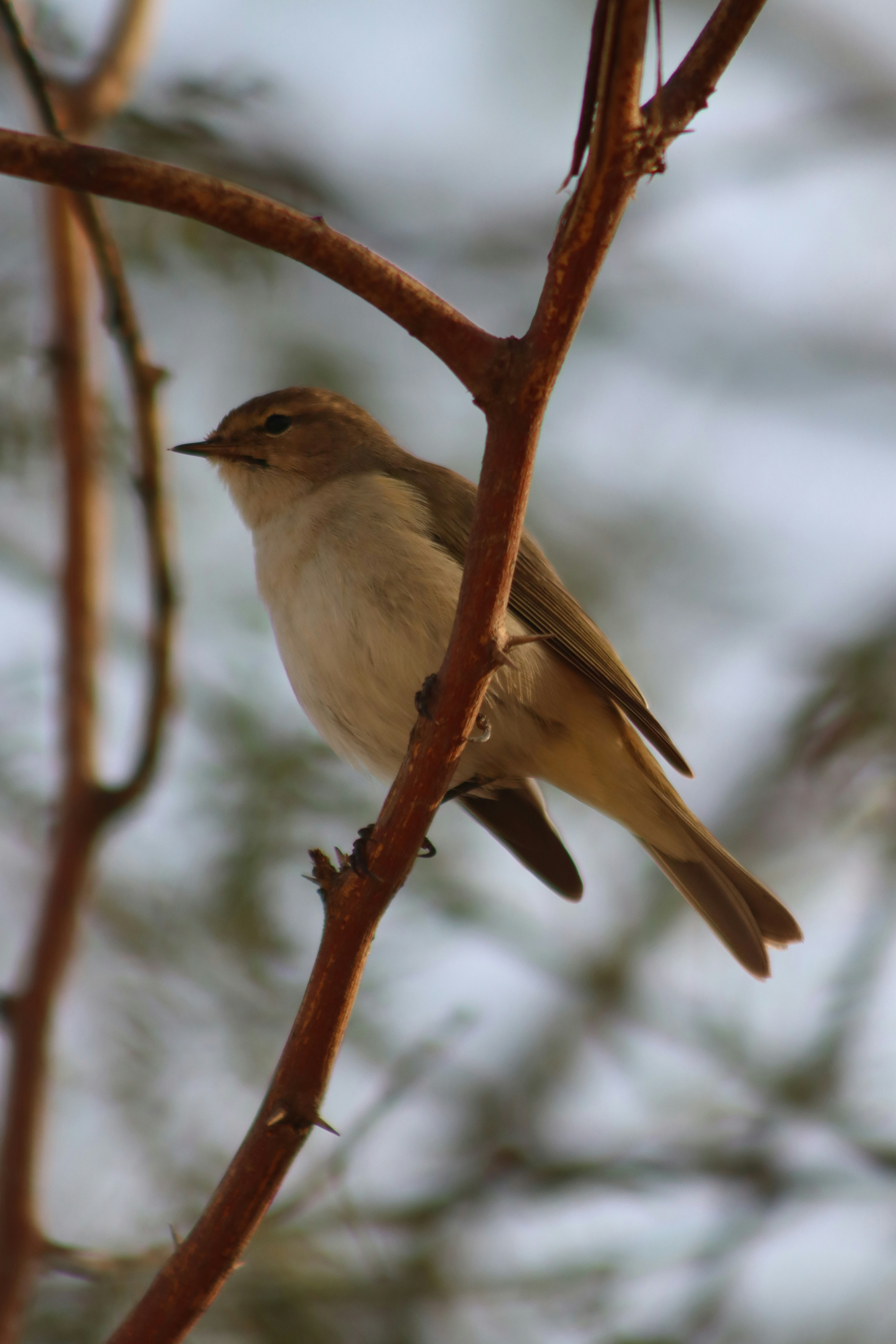 Photo by drphotographer152