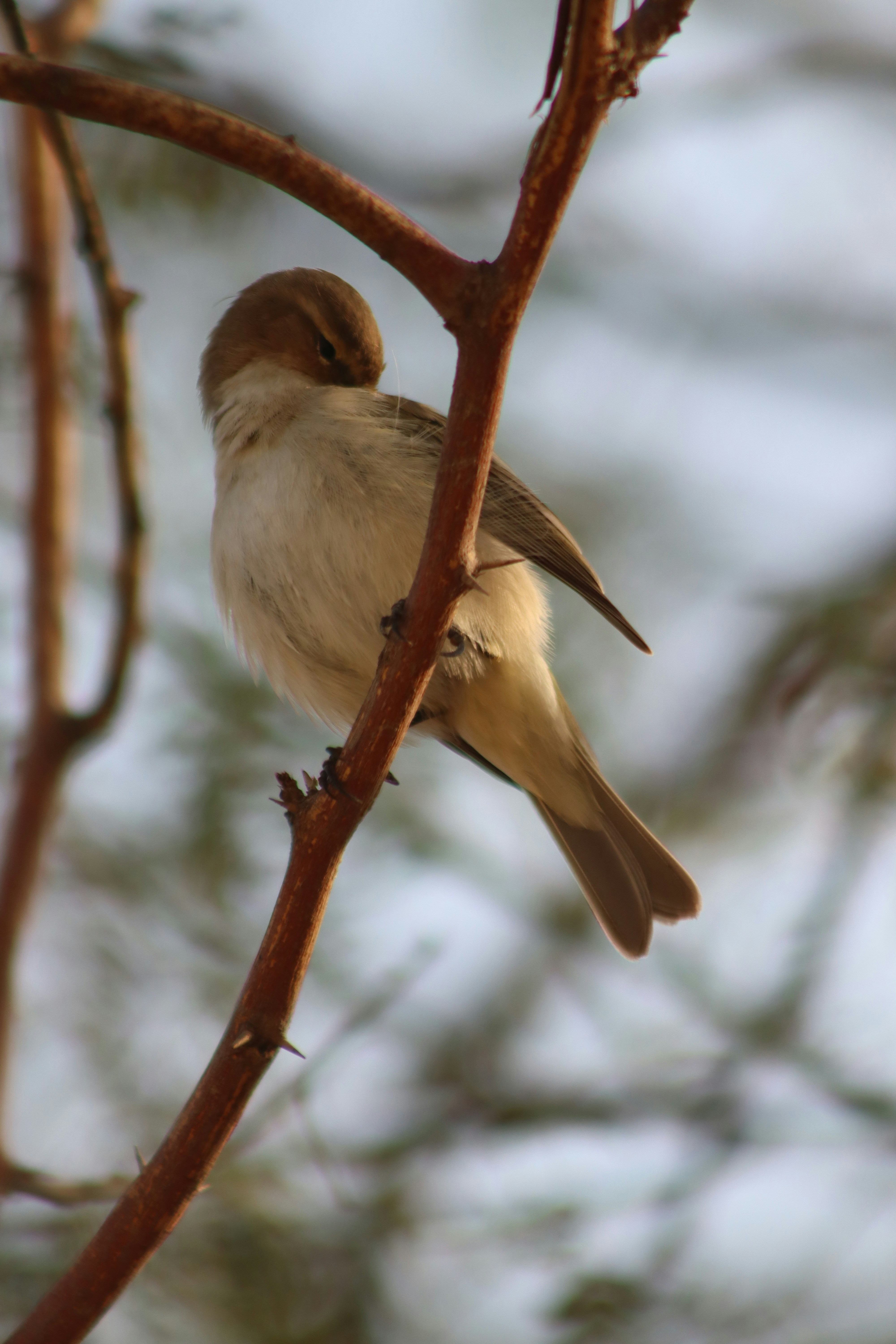 Photo by drphotographer152