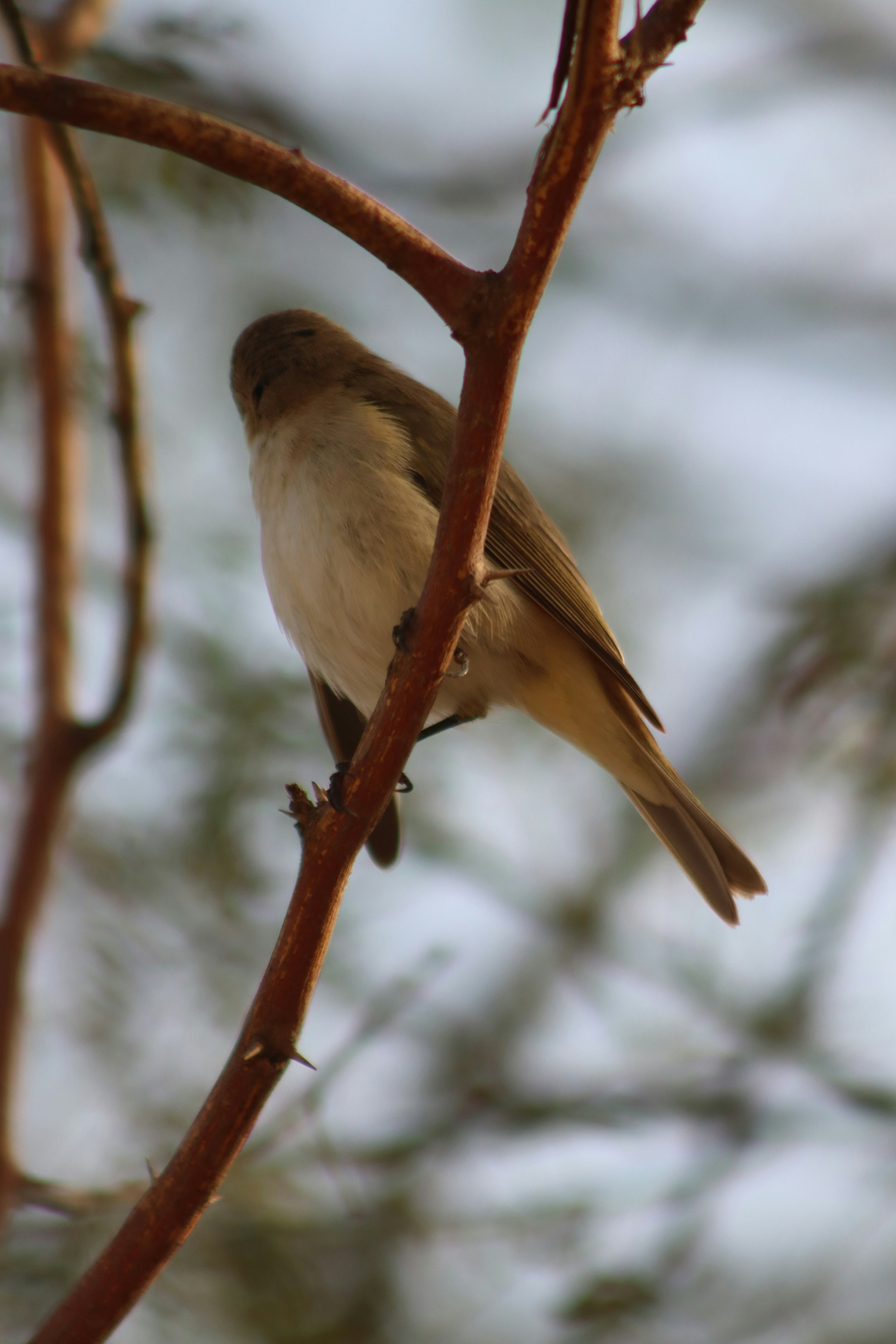 Photo by drphotographer152