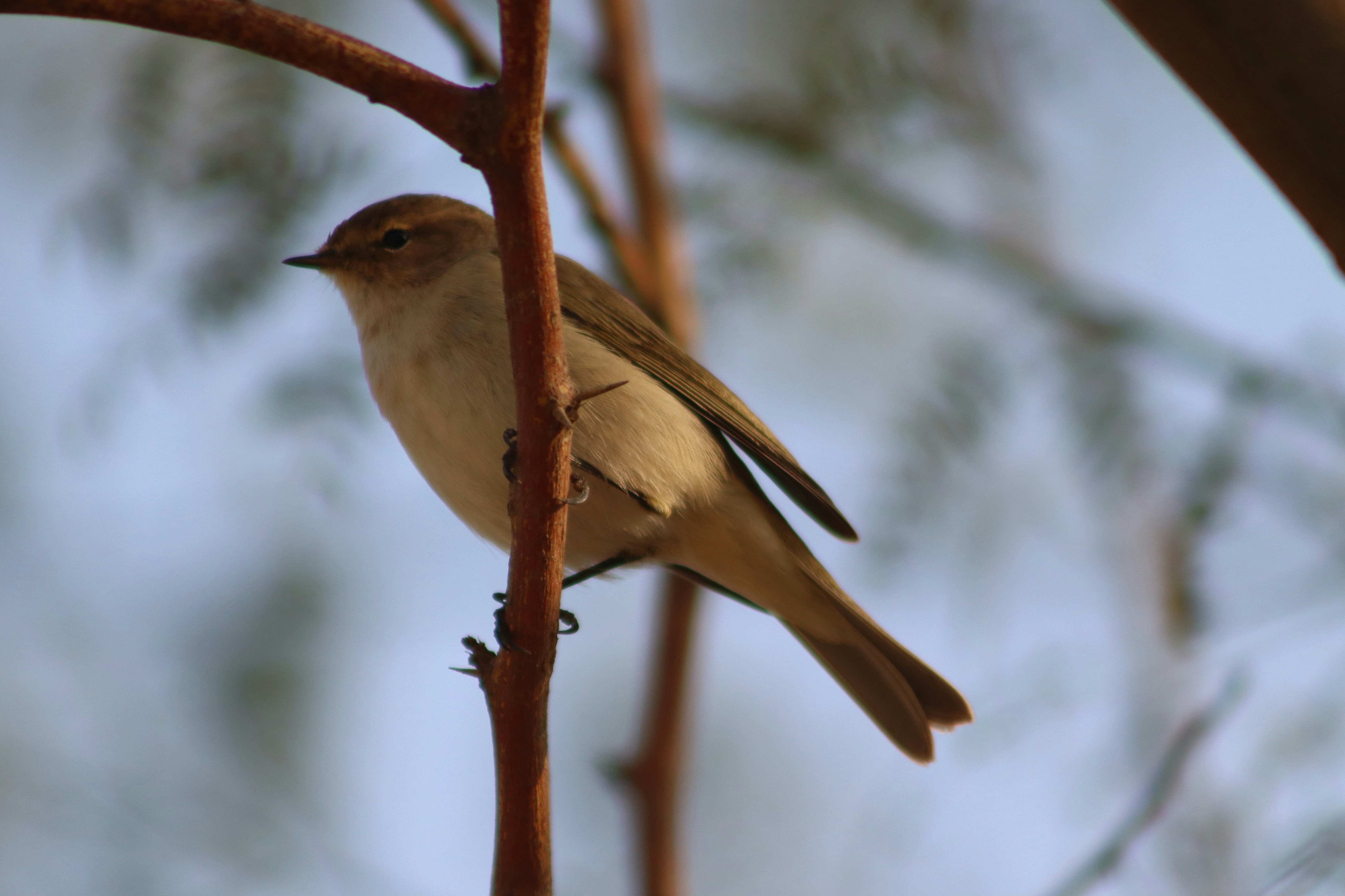 Photo by drphotographer152