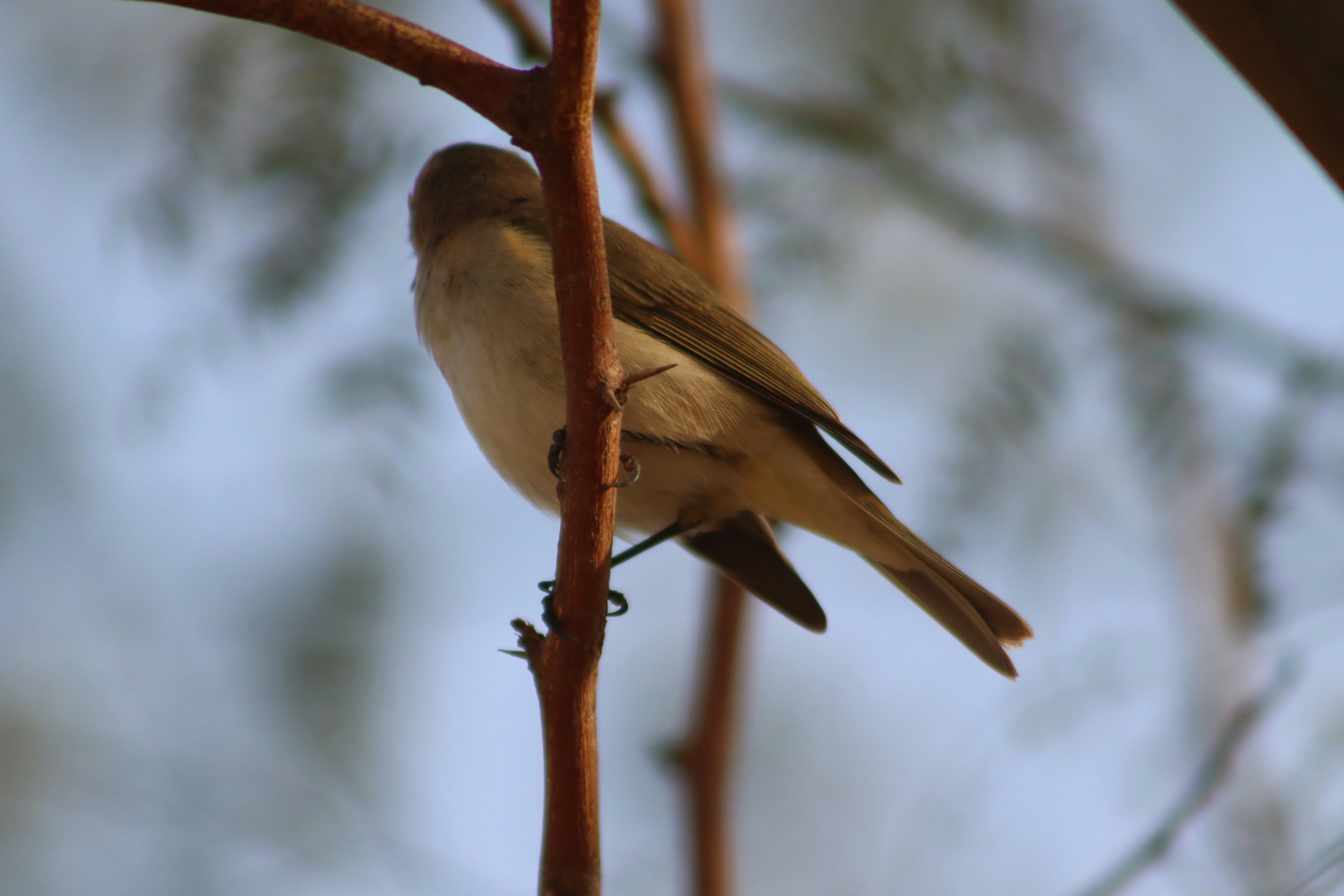 Photo by drphotographer152