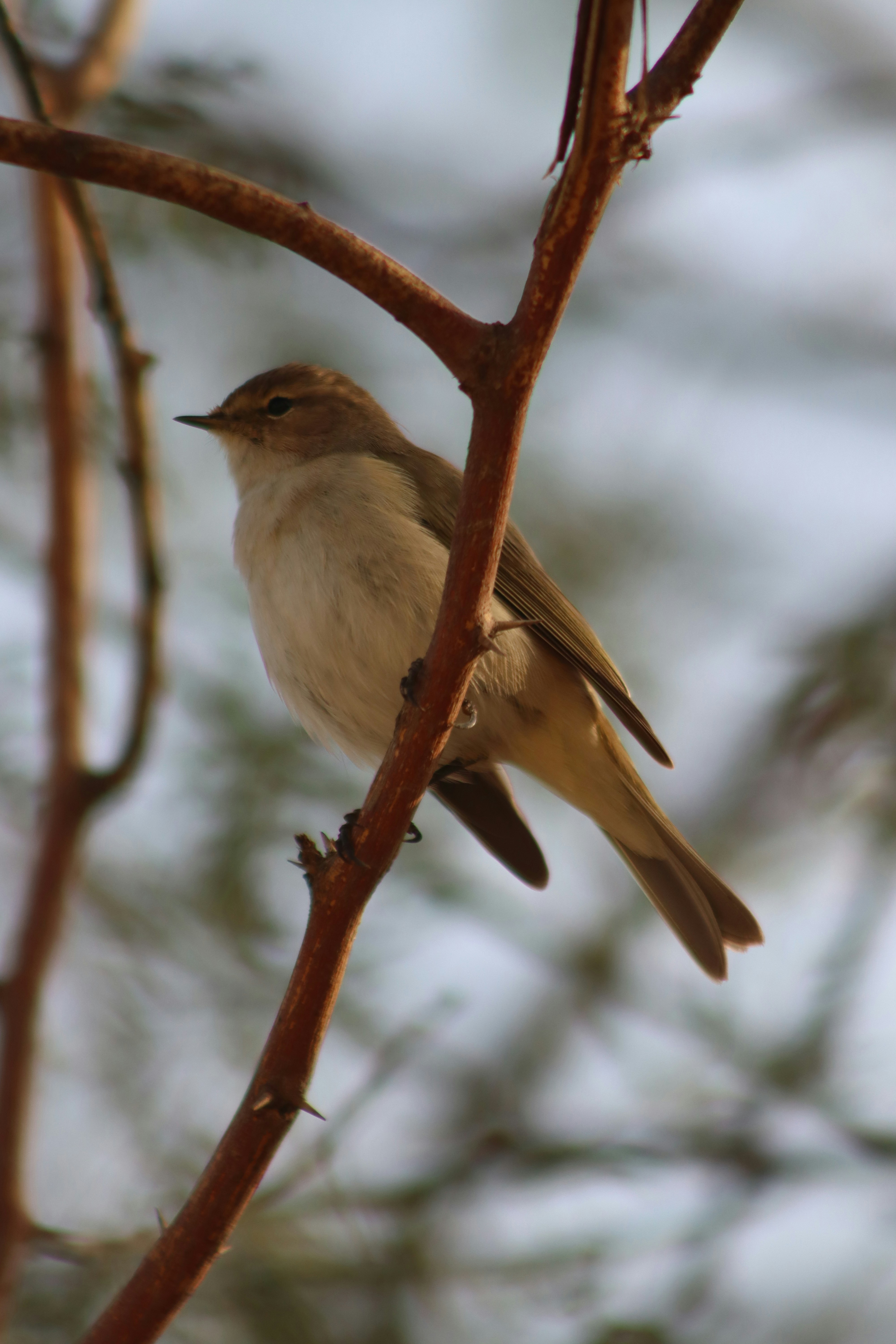 Photo by drphotographer152