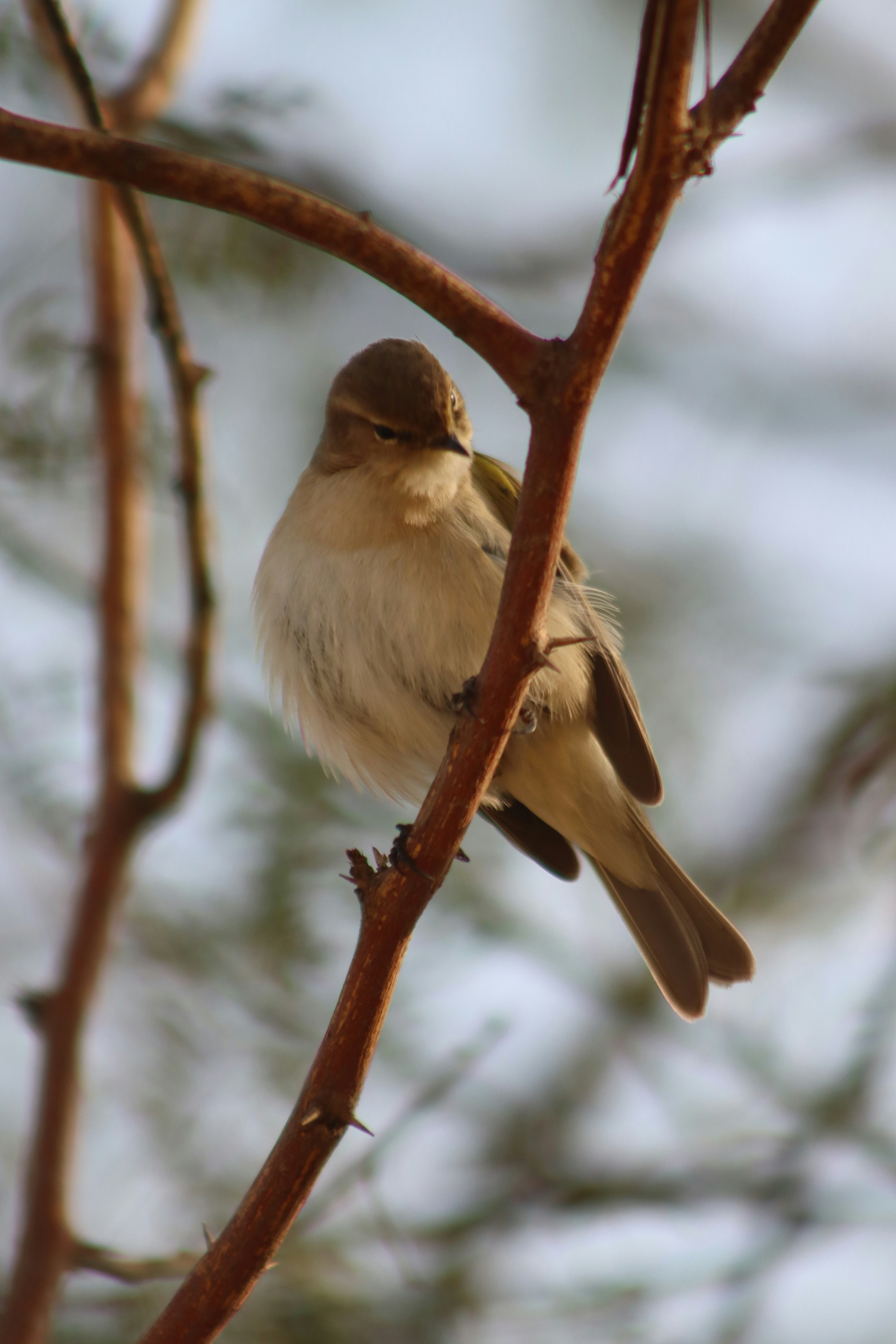 Photo by drphotographer152