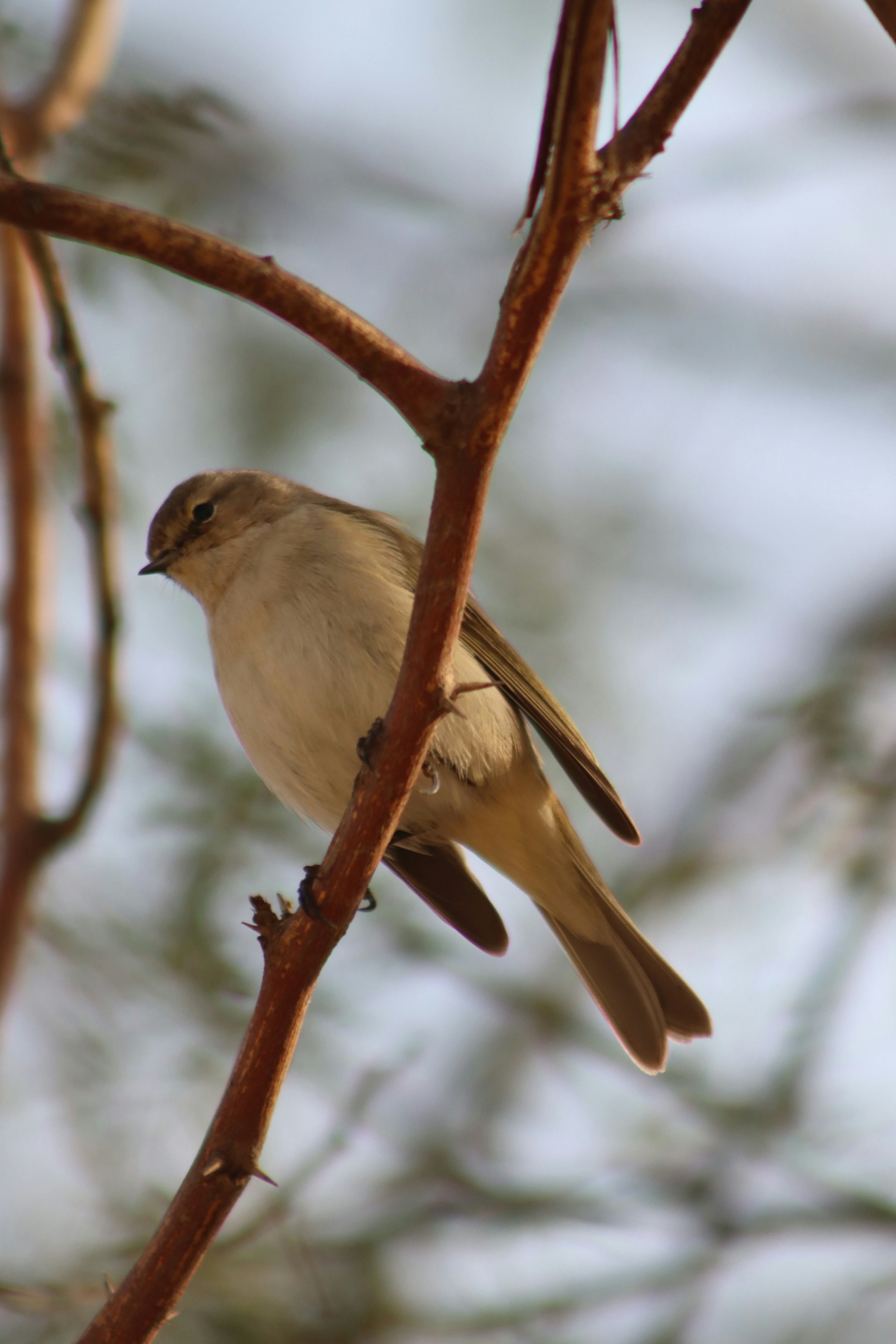 Photo by drphotographer152