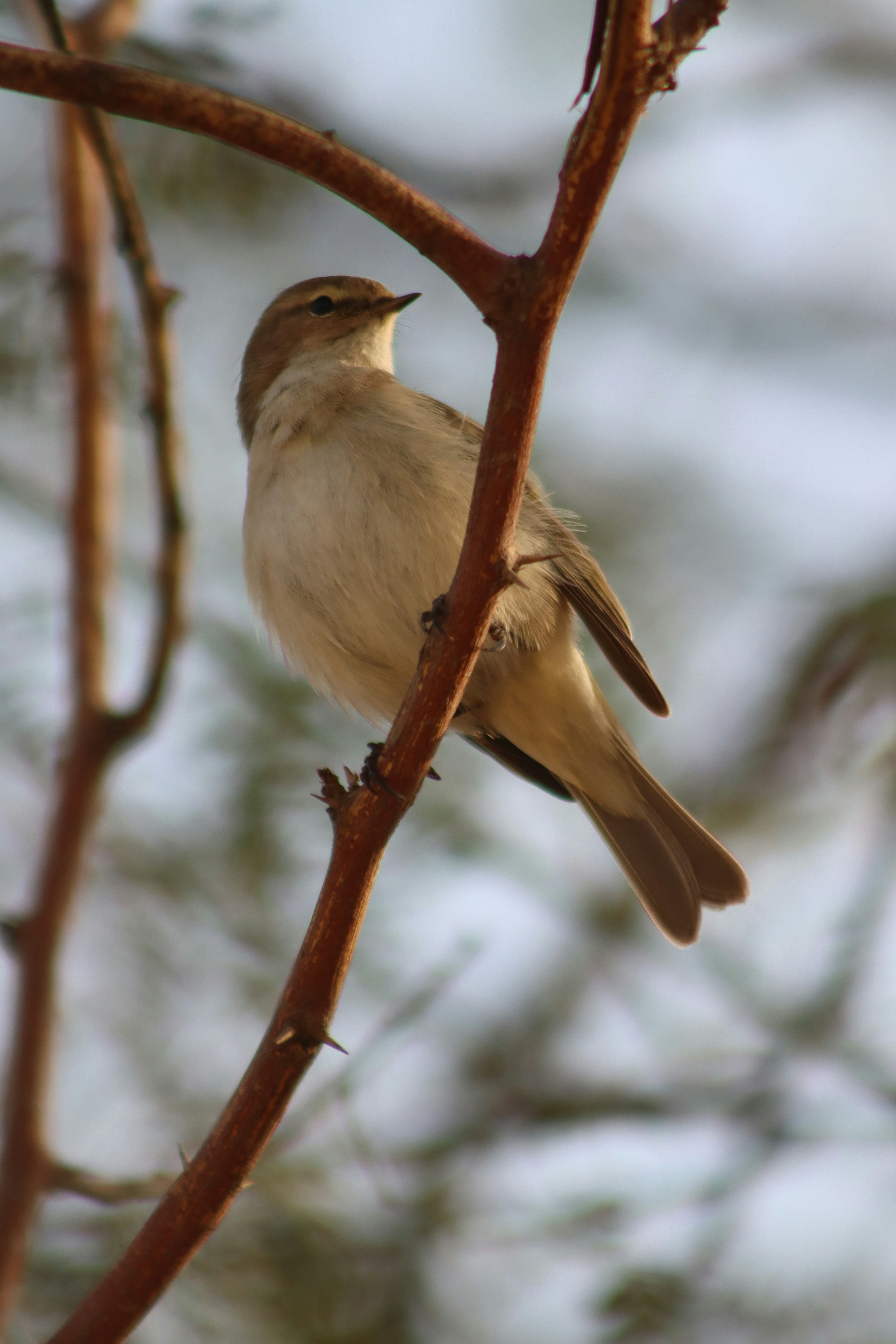 Photo by drphotographer152